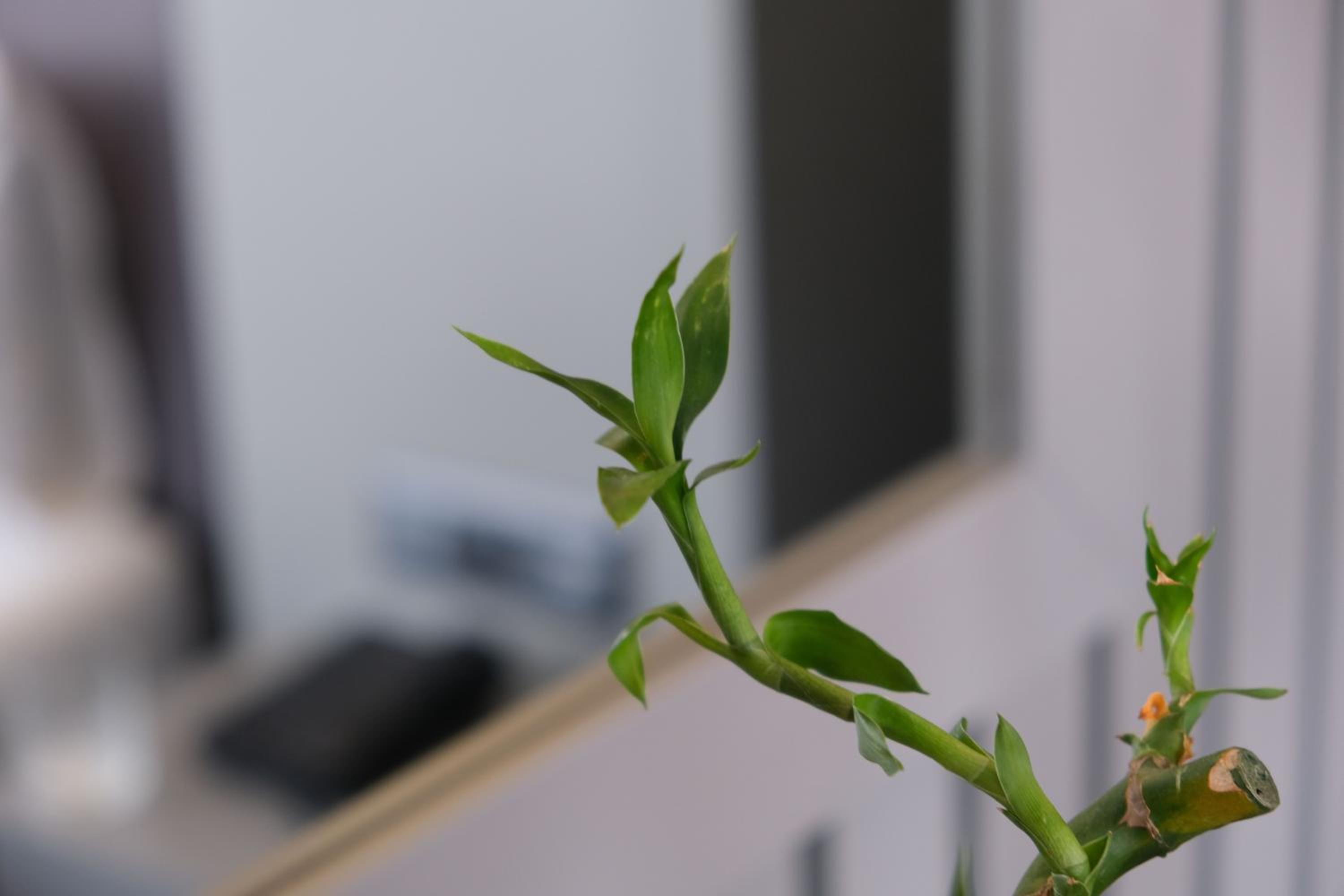 Dilens Bosphorus Otel - Image 33