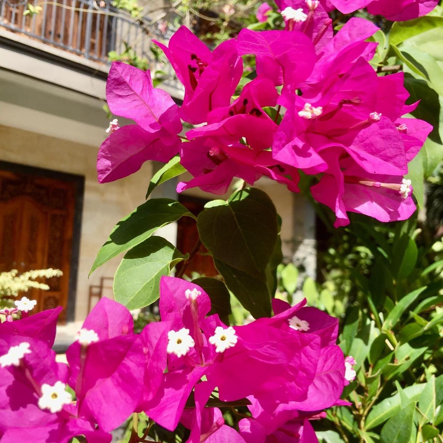 Wina Ubud B&B