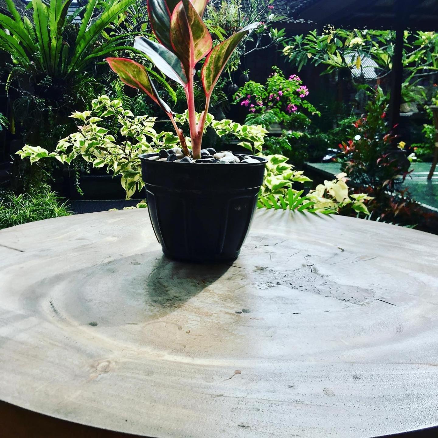 Wina Ubud B&B
