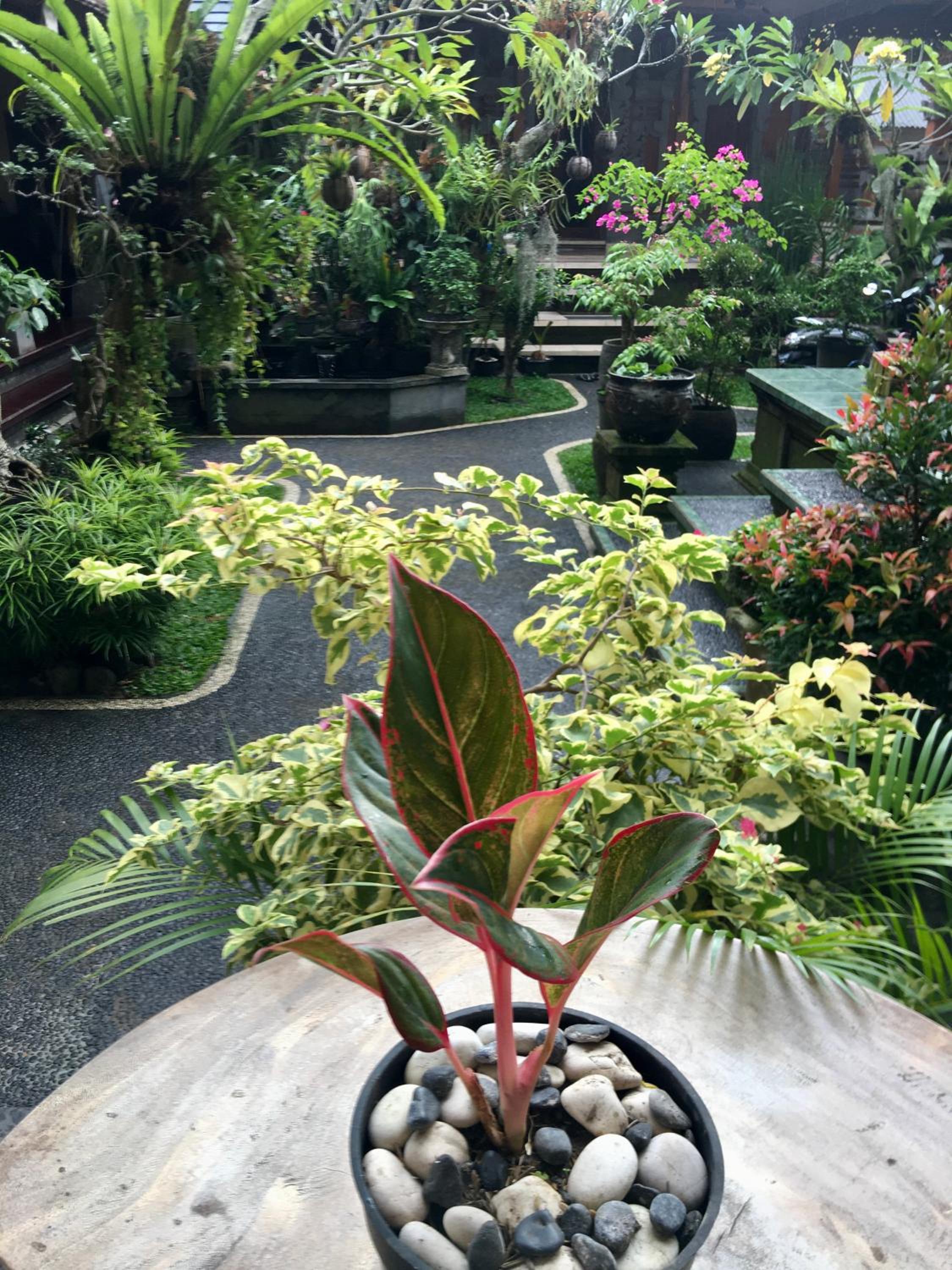 Wina Ubud B&B
