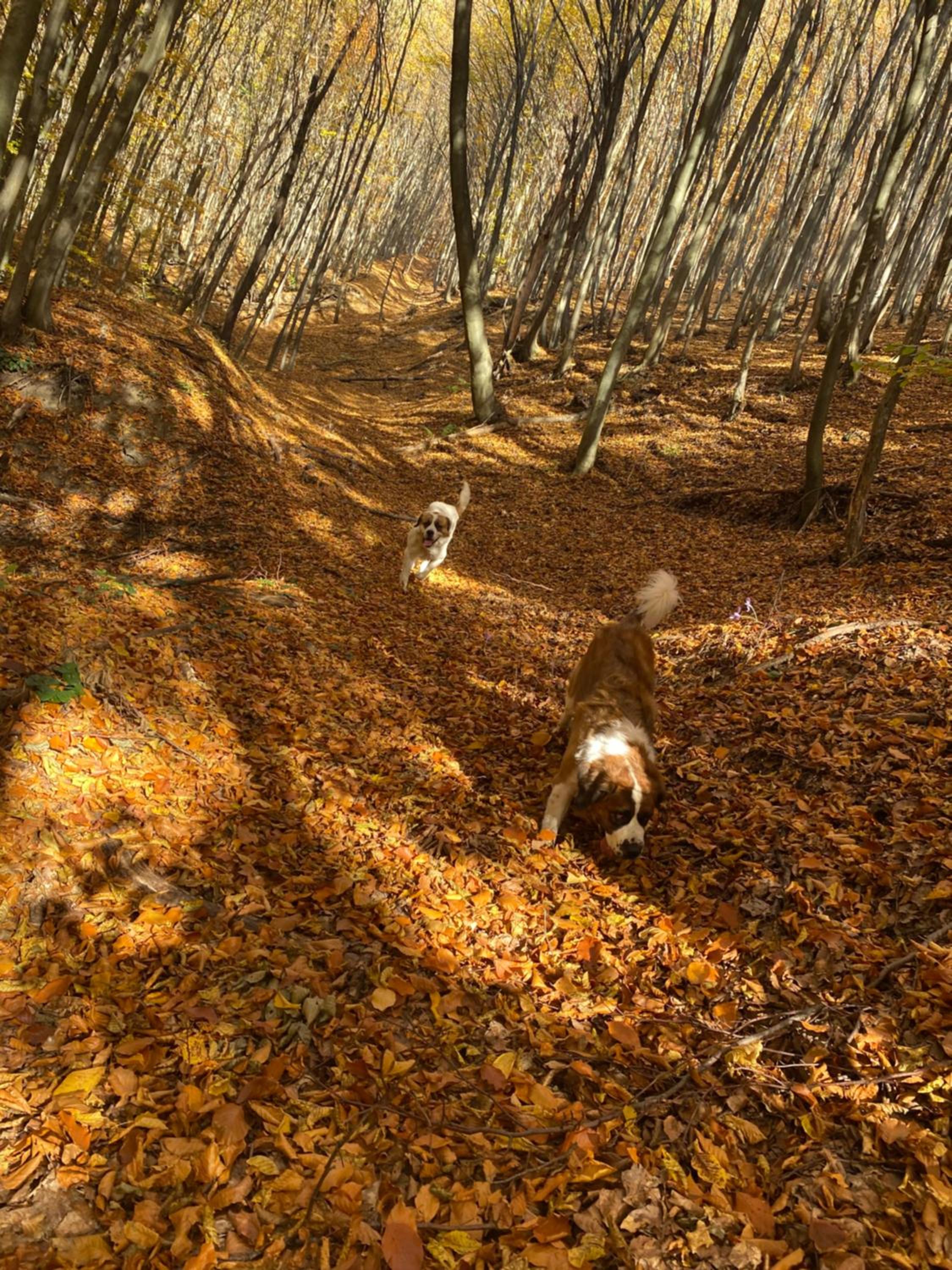 Photo 50