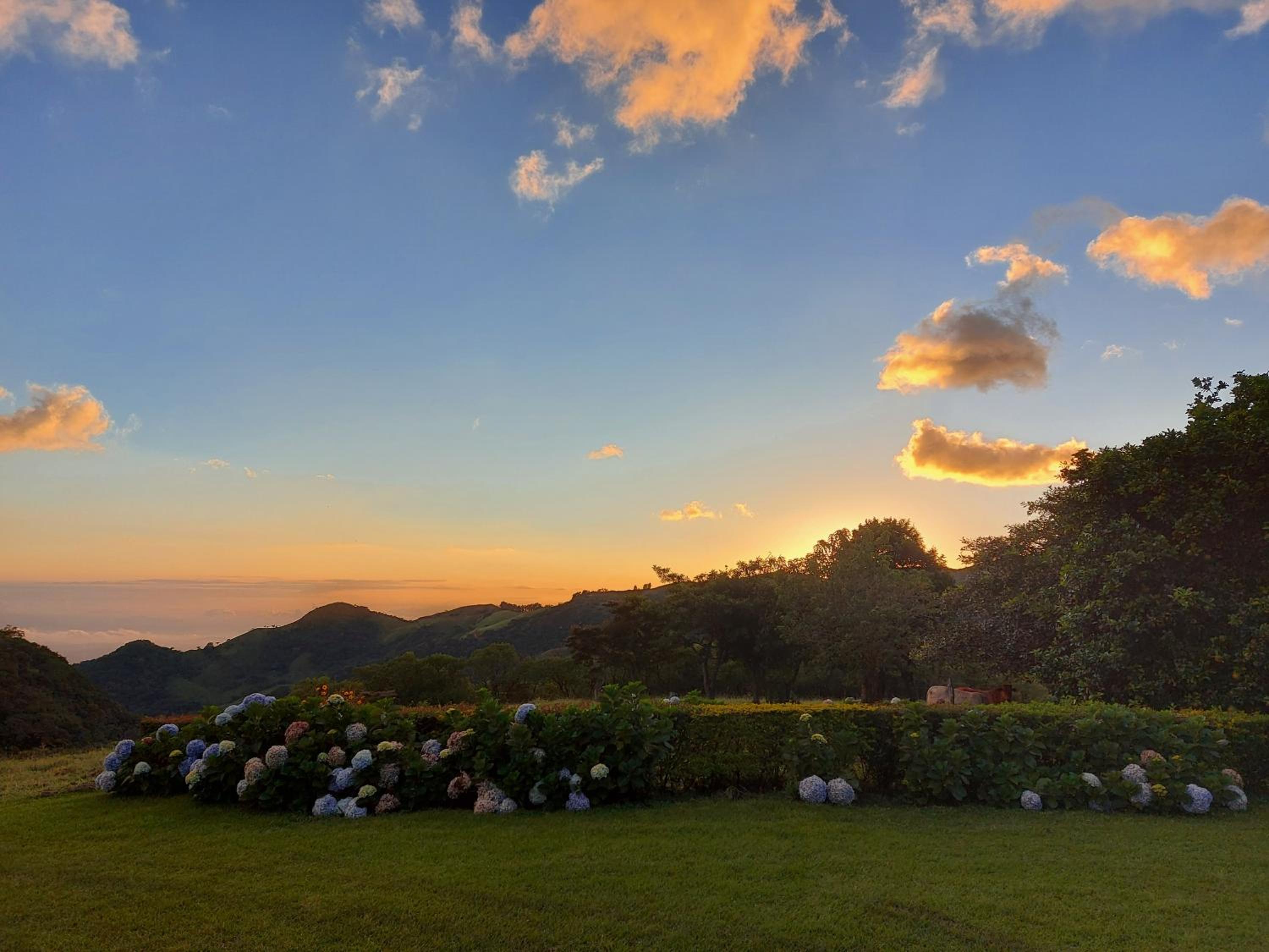Campo Azul #2 - Monteverde