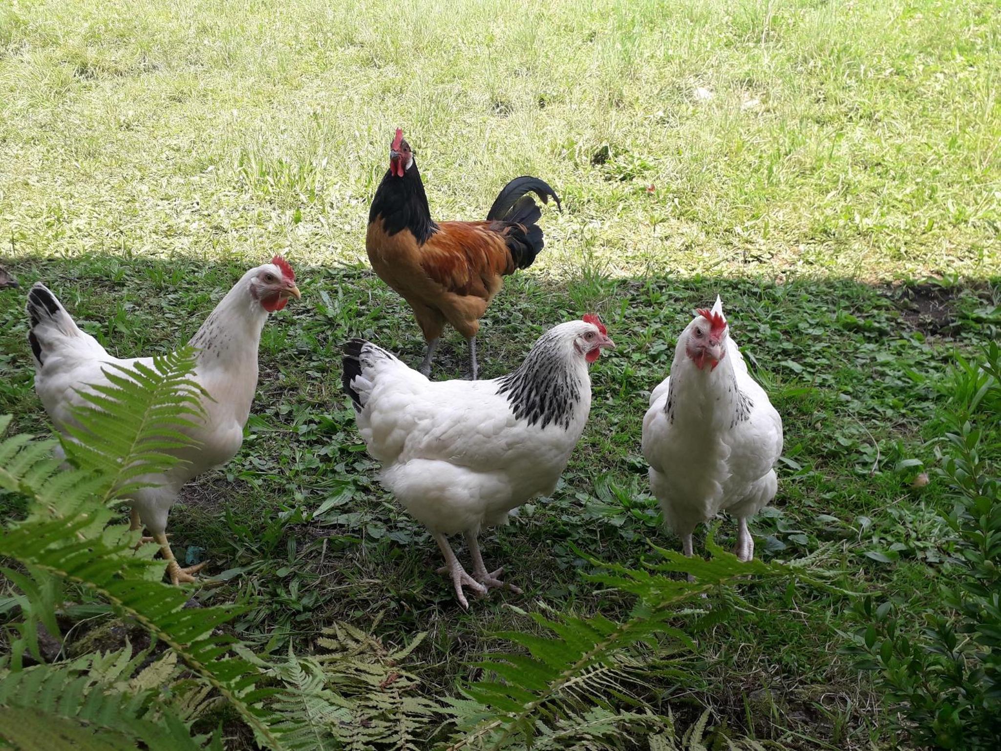 Ferienwohnung Bergzeit