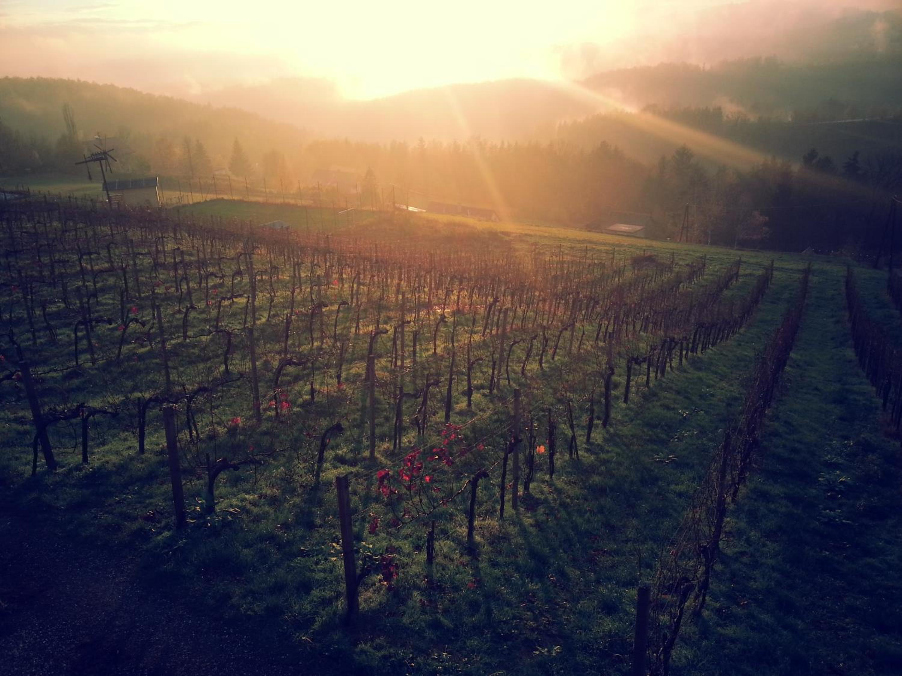 Weingut Reiterer