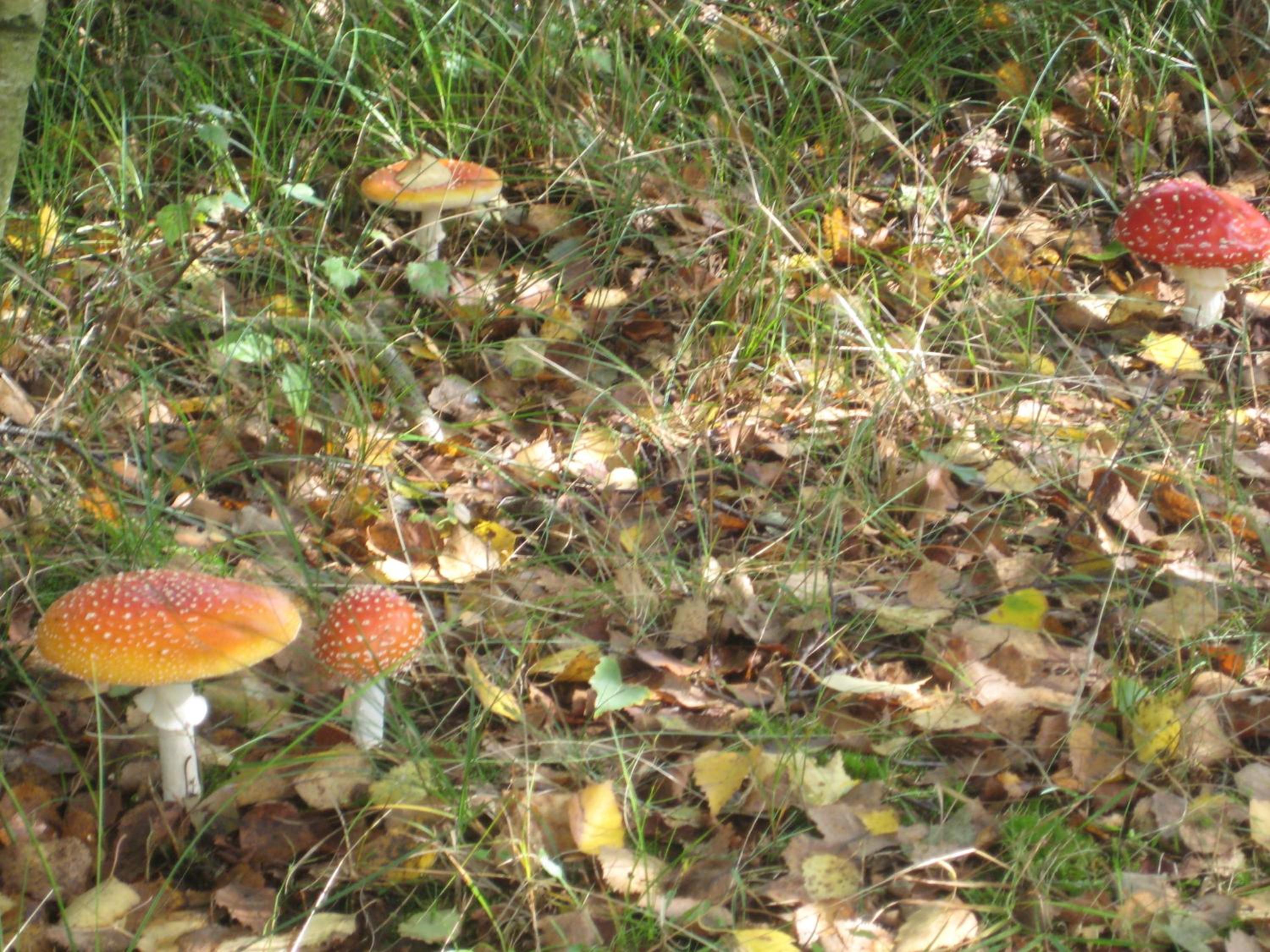 Photo 22