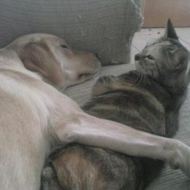 Como en casa photo 2