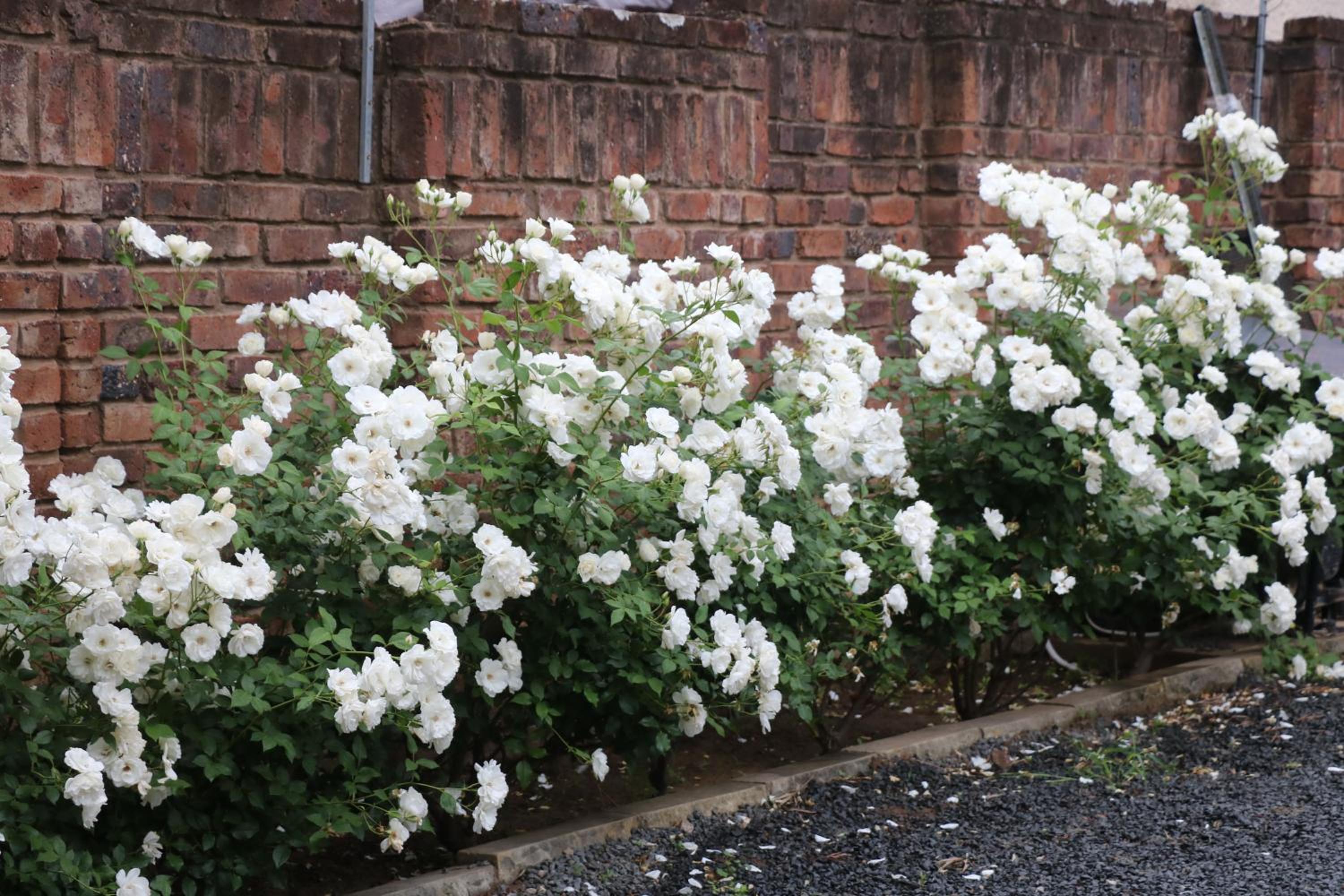 Photo 45