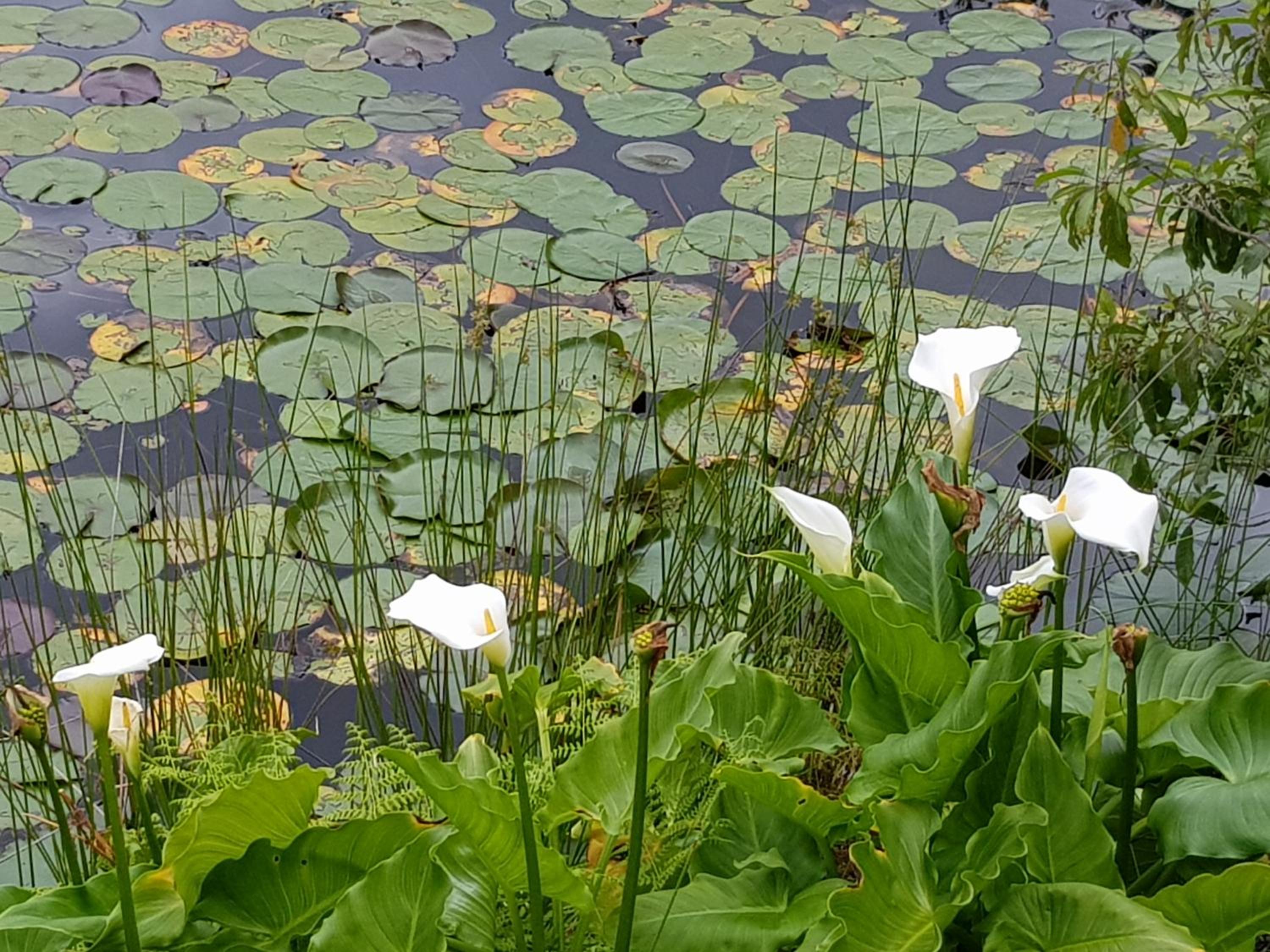 Lily Pond Country Lodge