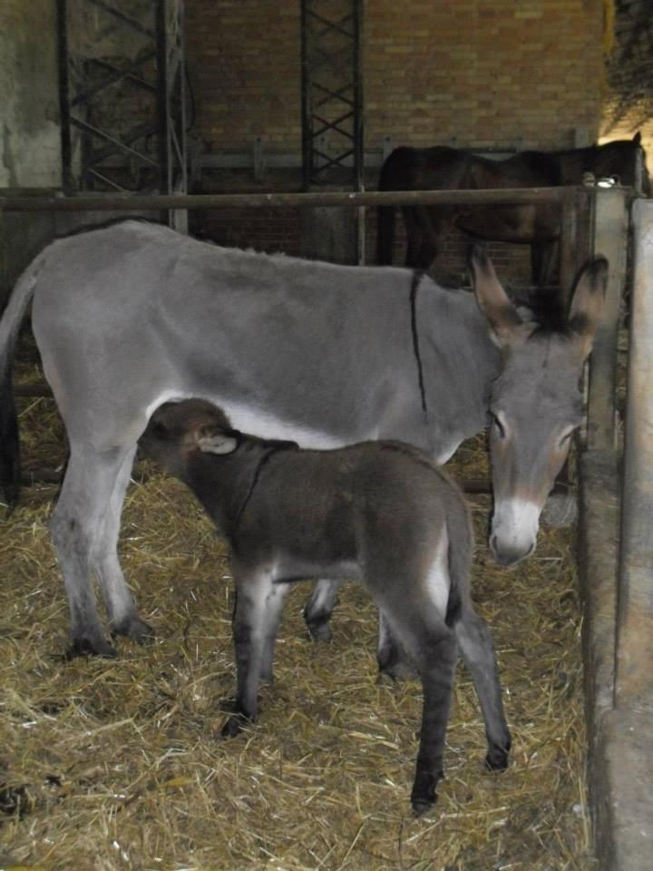 Agriturismo Agrifoglio