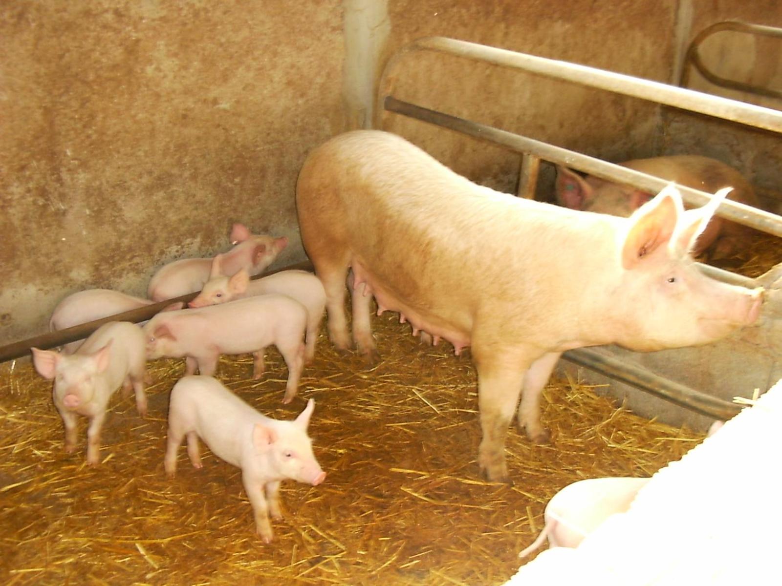 Agriturismo Agrifoglio