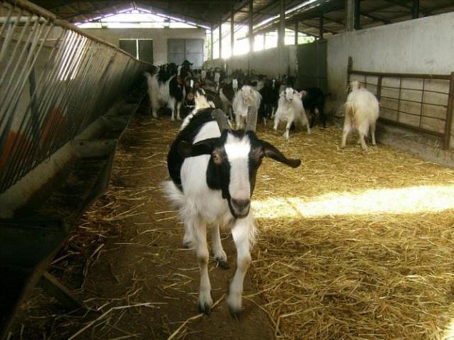 Agriturismo Agrifoglio