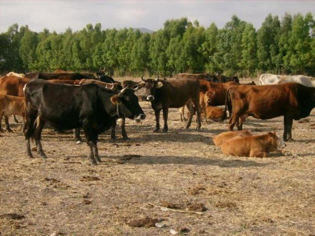 Agriturismo Agrifoglio