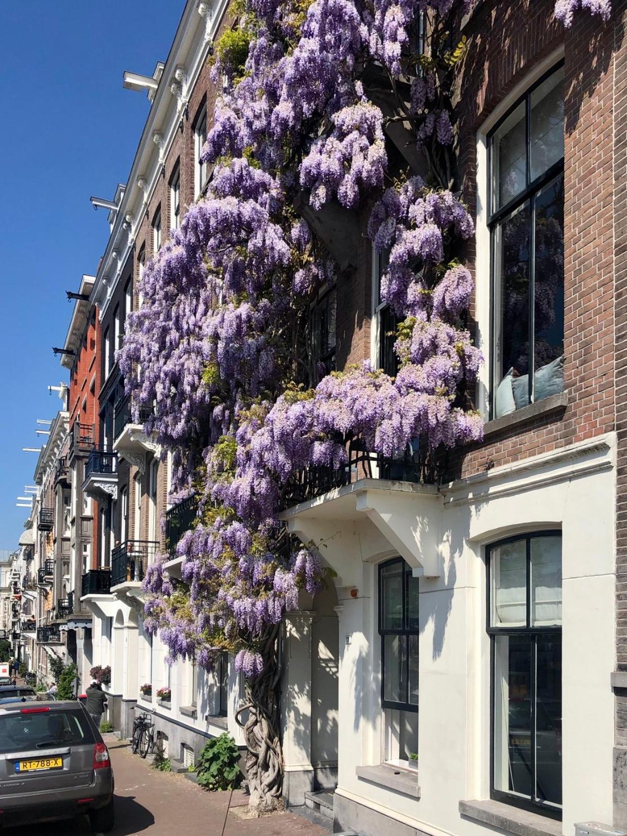 Spinoza Suites