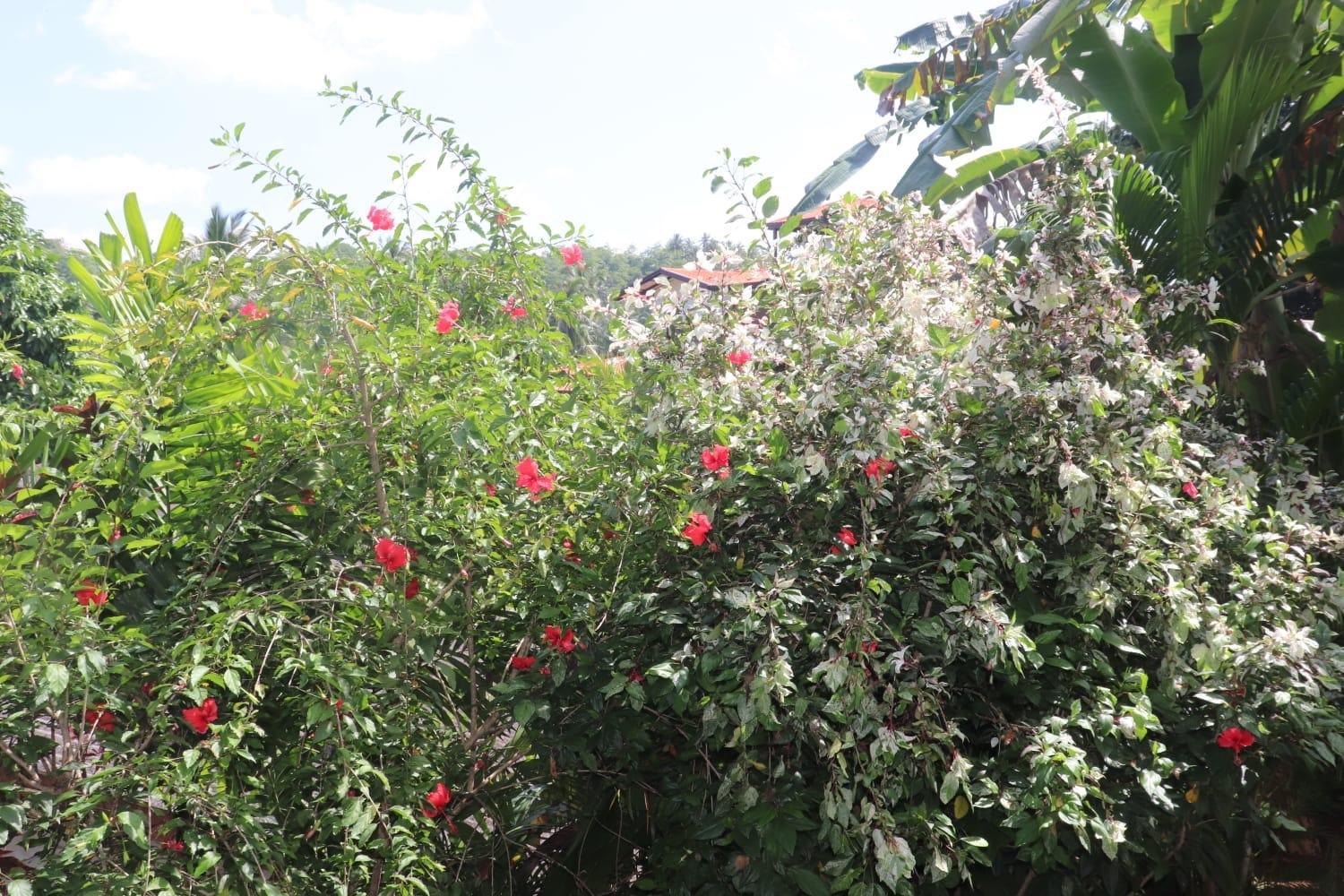 Photo 26