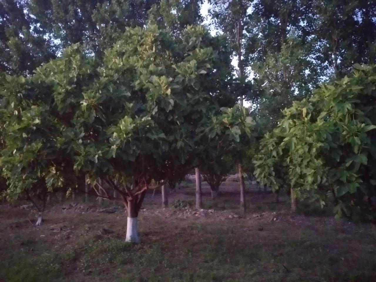 Finca La Julia