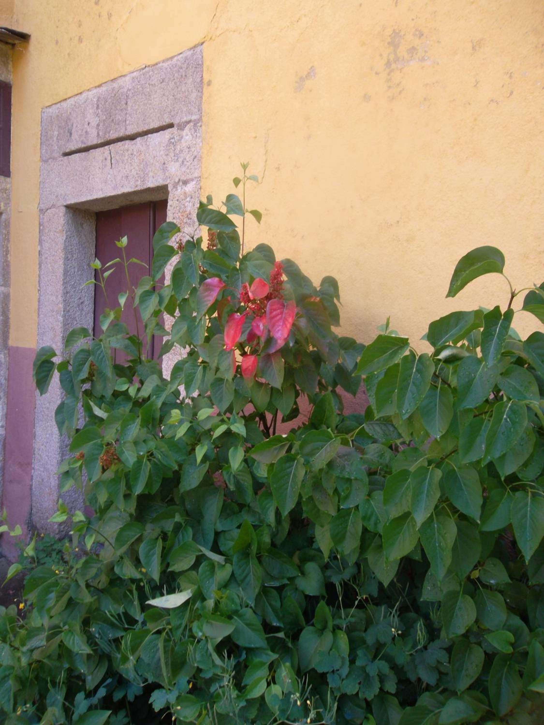 Molinos de Antero