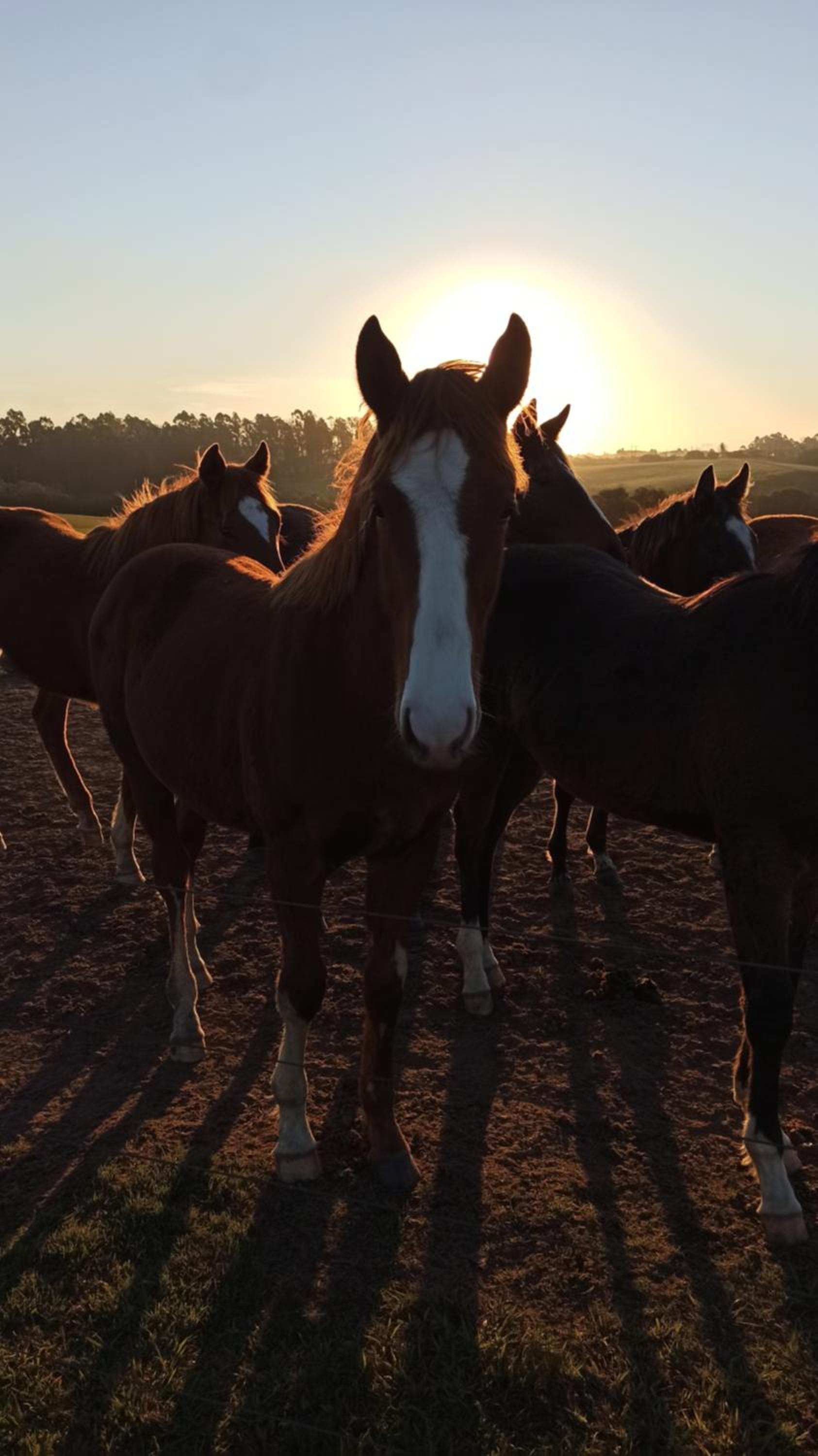 Estalagem Haras Di Cellius