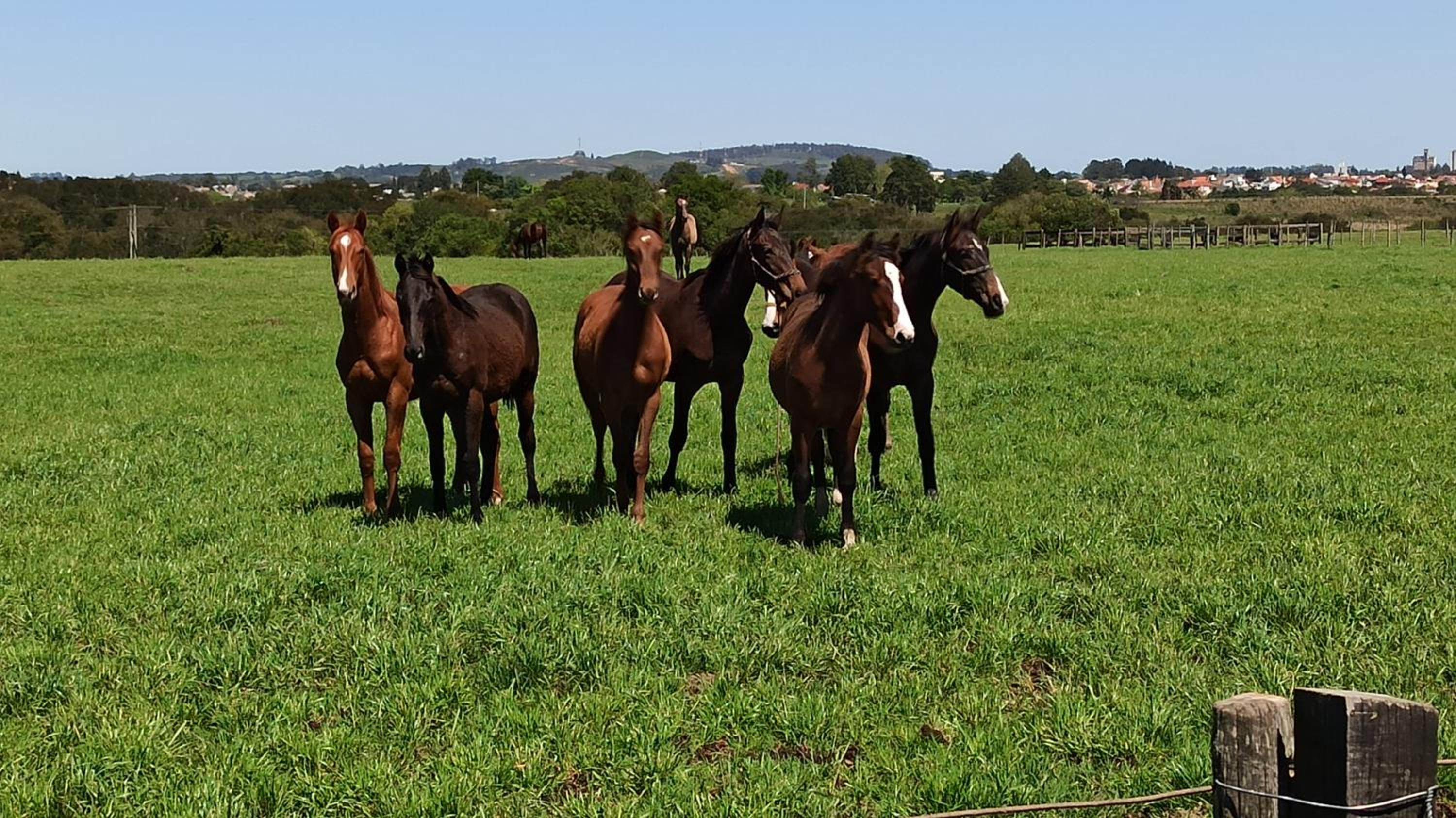 Estalagem Haras Di Cellius