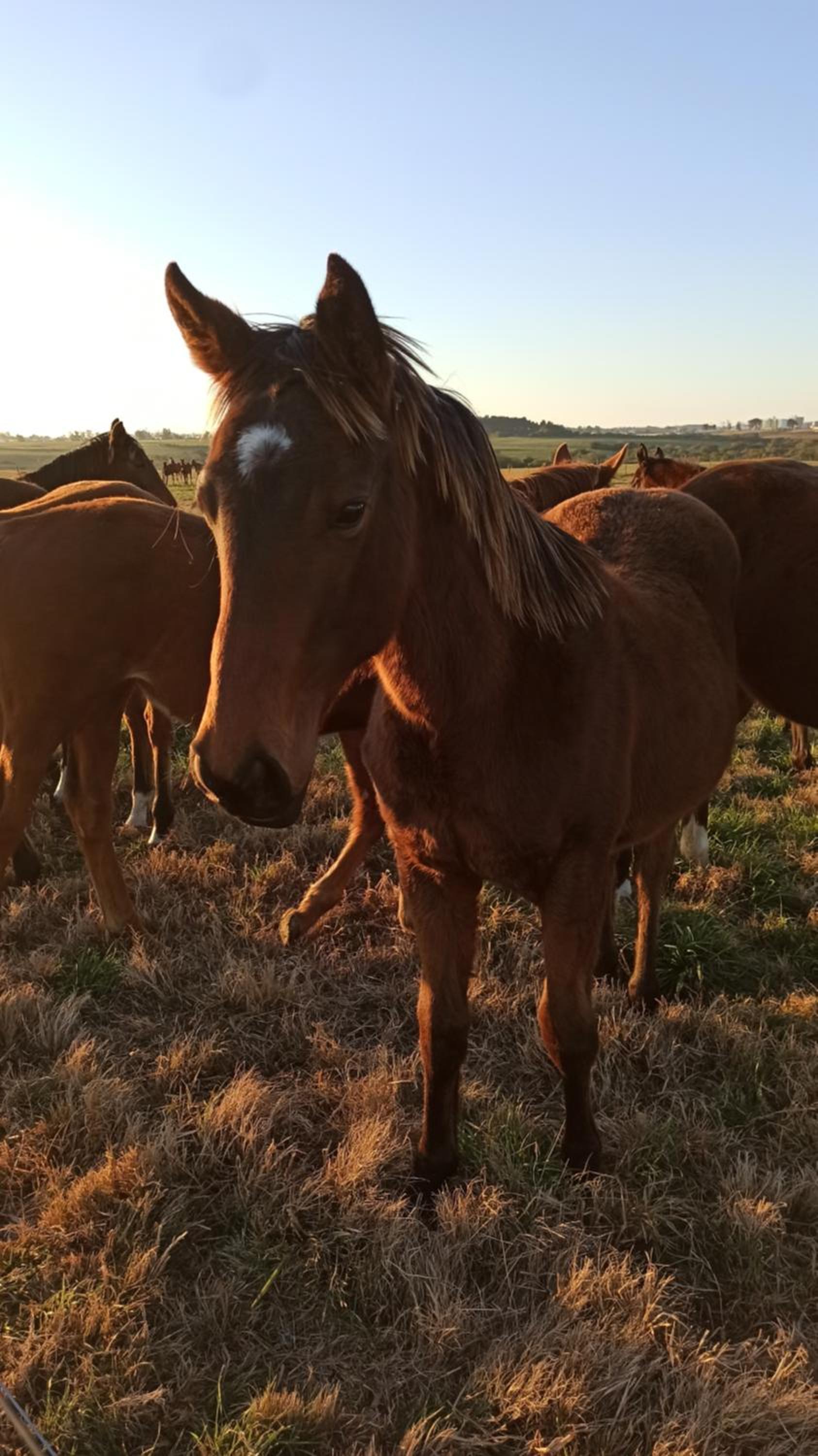 Estalagem Haras Di Cellius