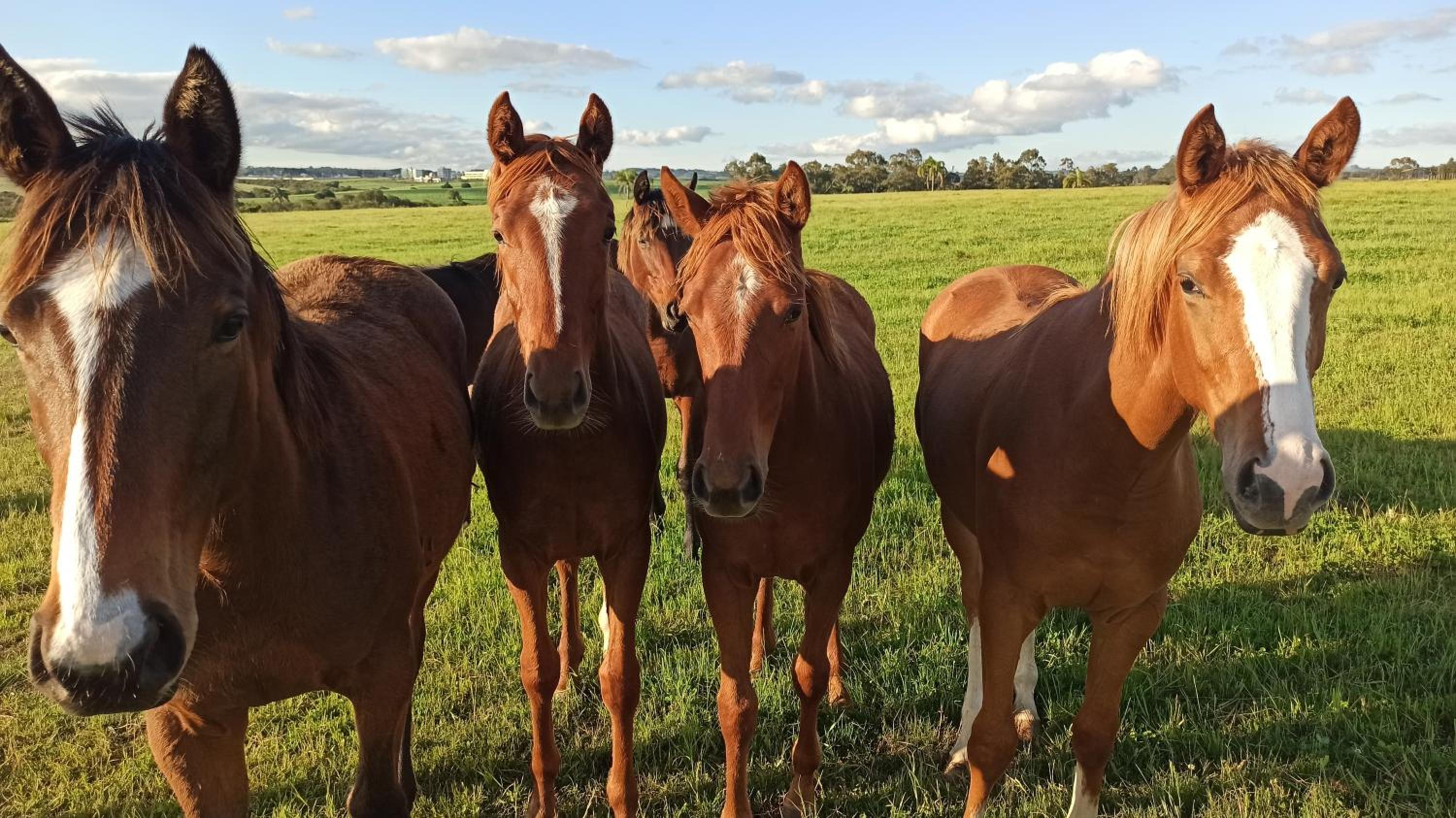Estalagem Haras Di Cellius