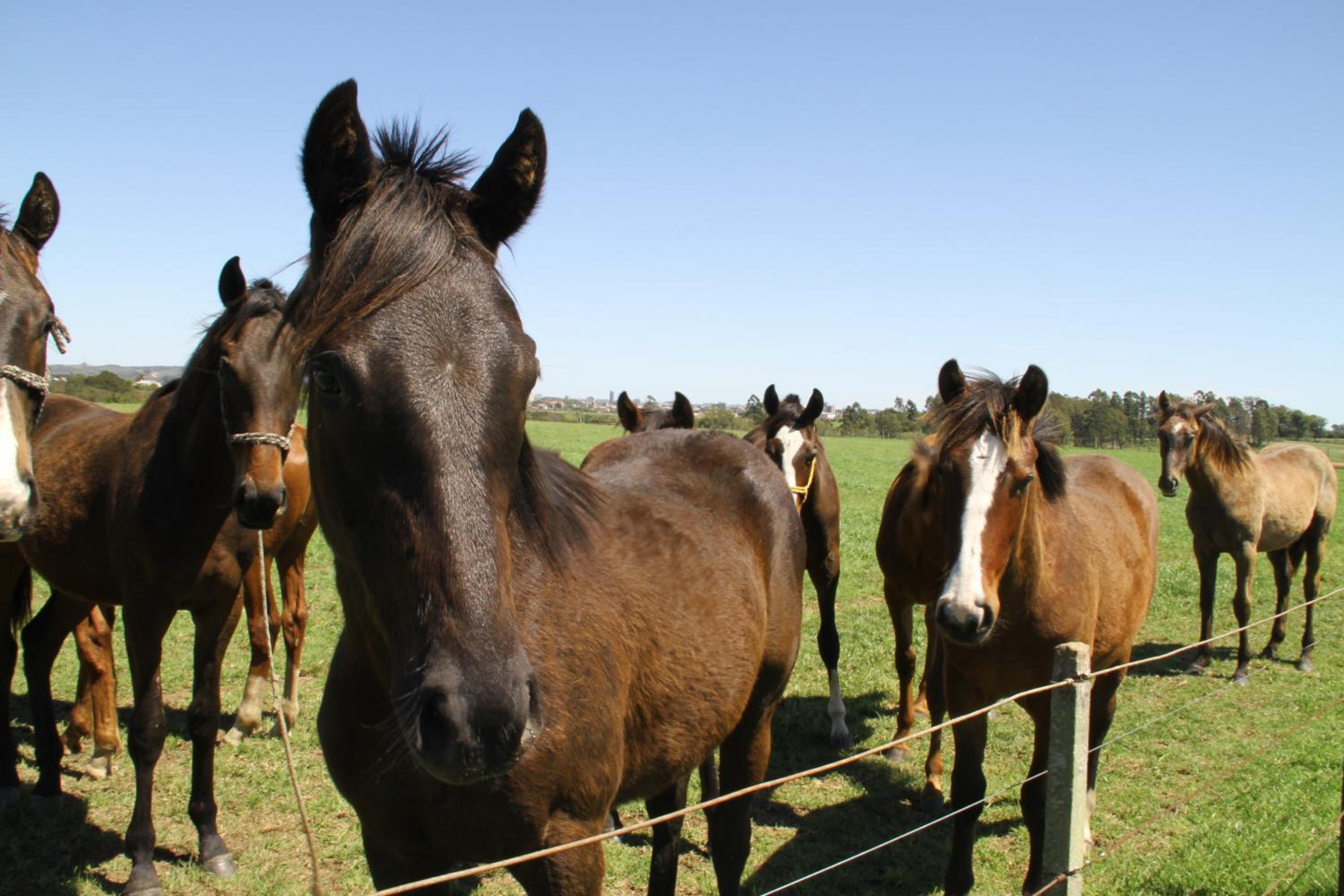 Estalagem Haras Di Cellius