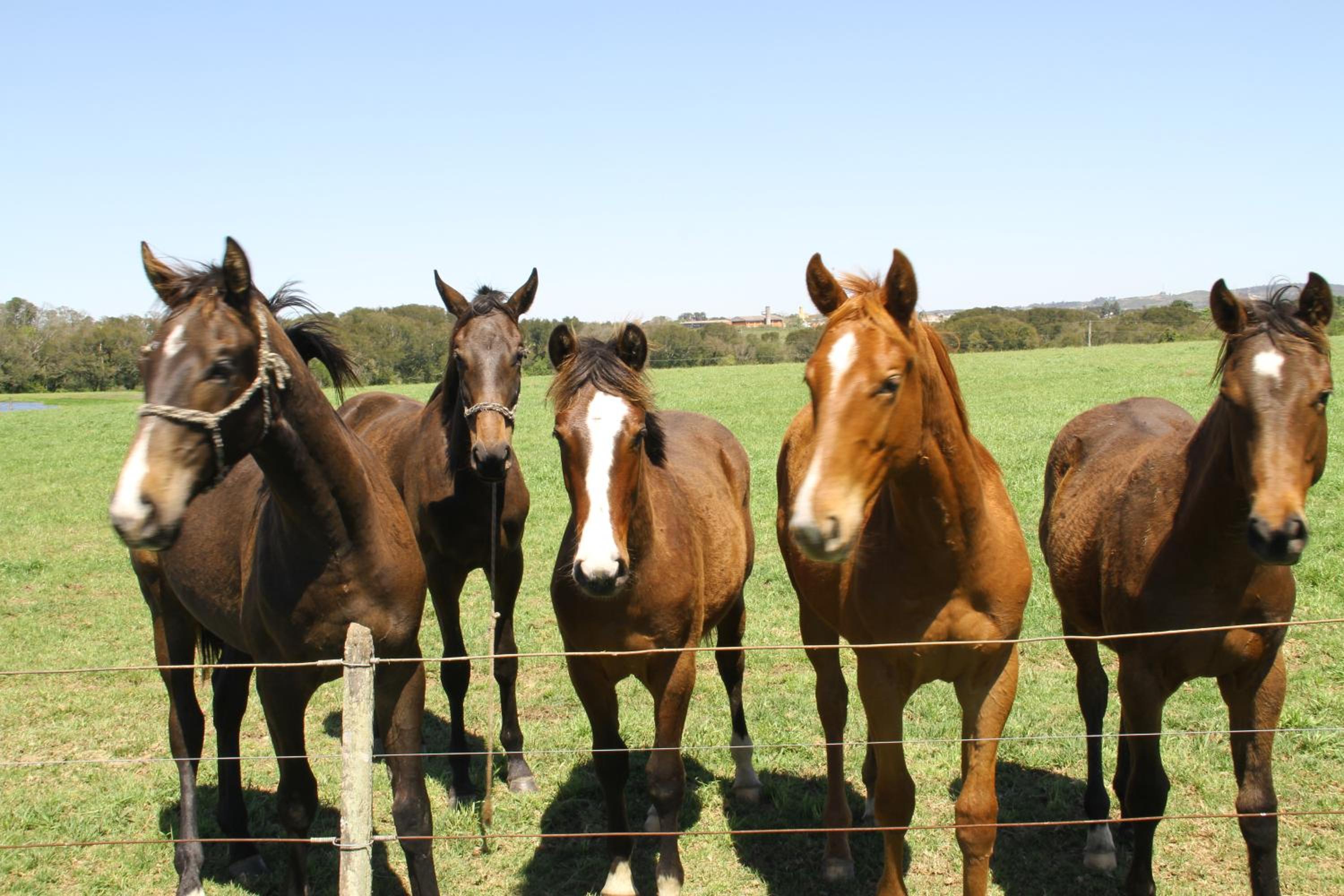 Estalagem Haras Di Cellius