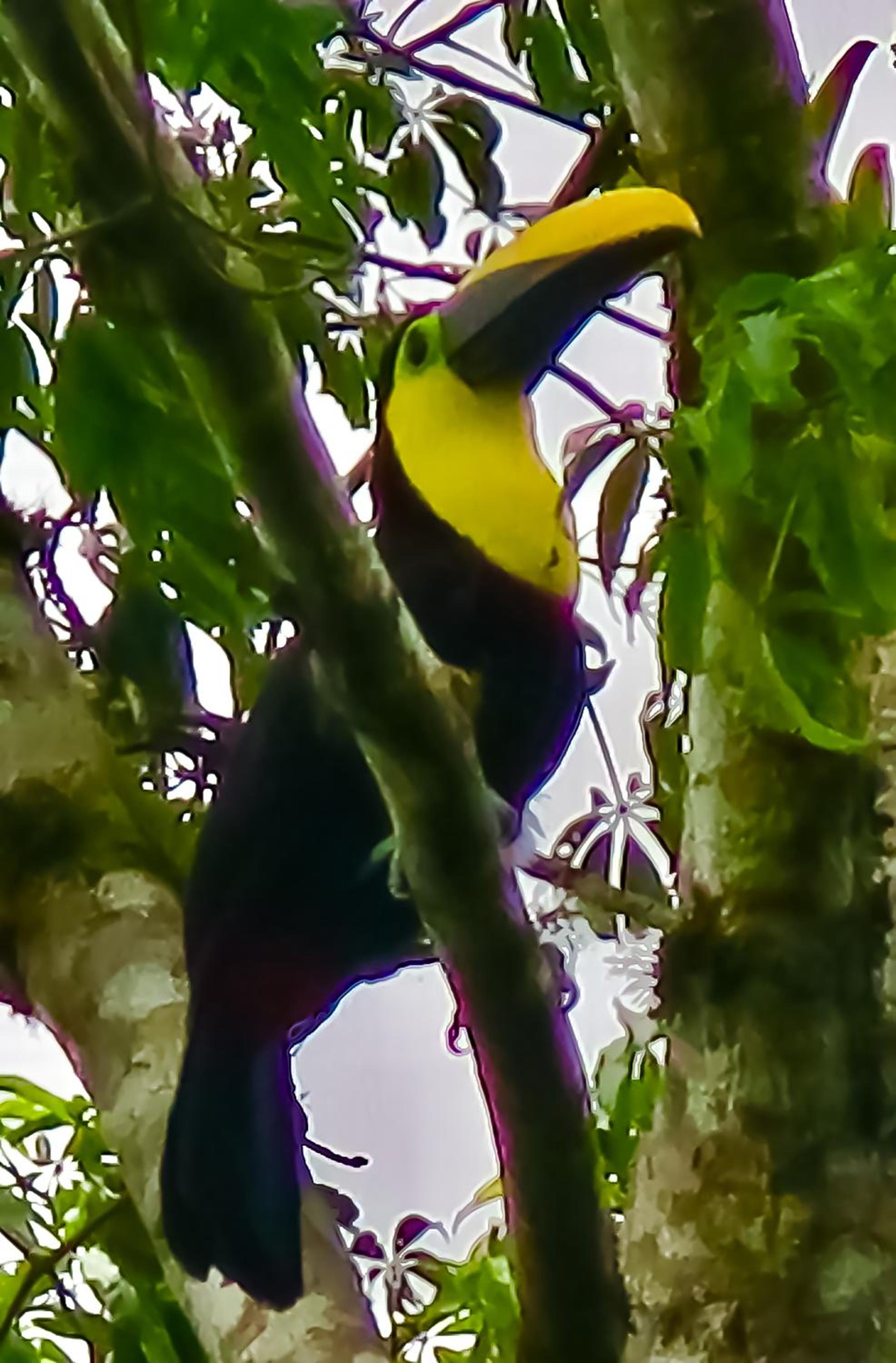 Guayabo Verde view 2