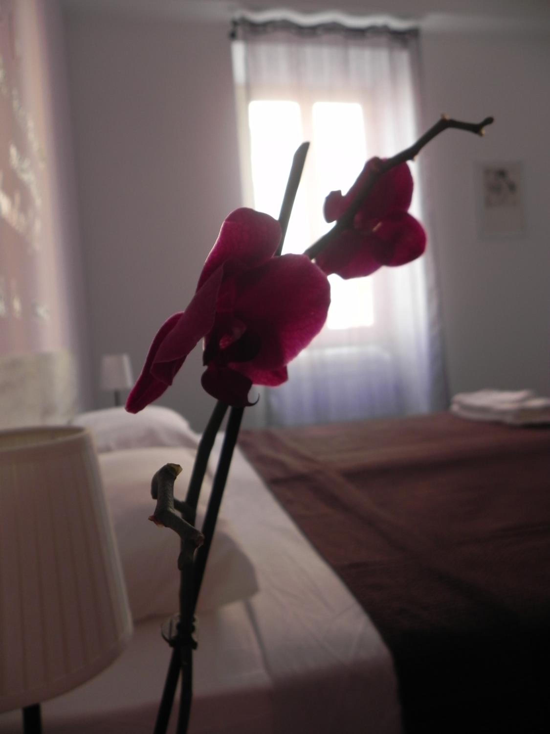 Vica Pota