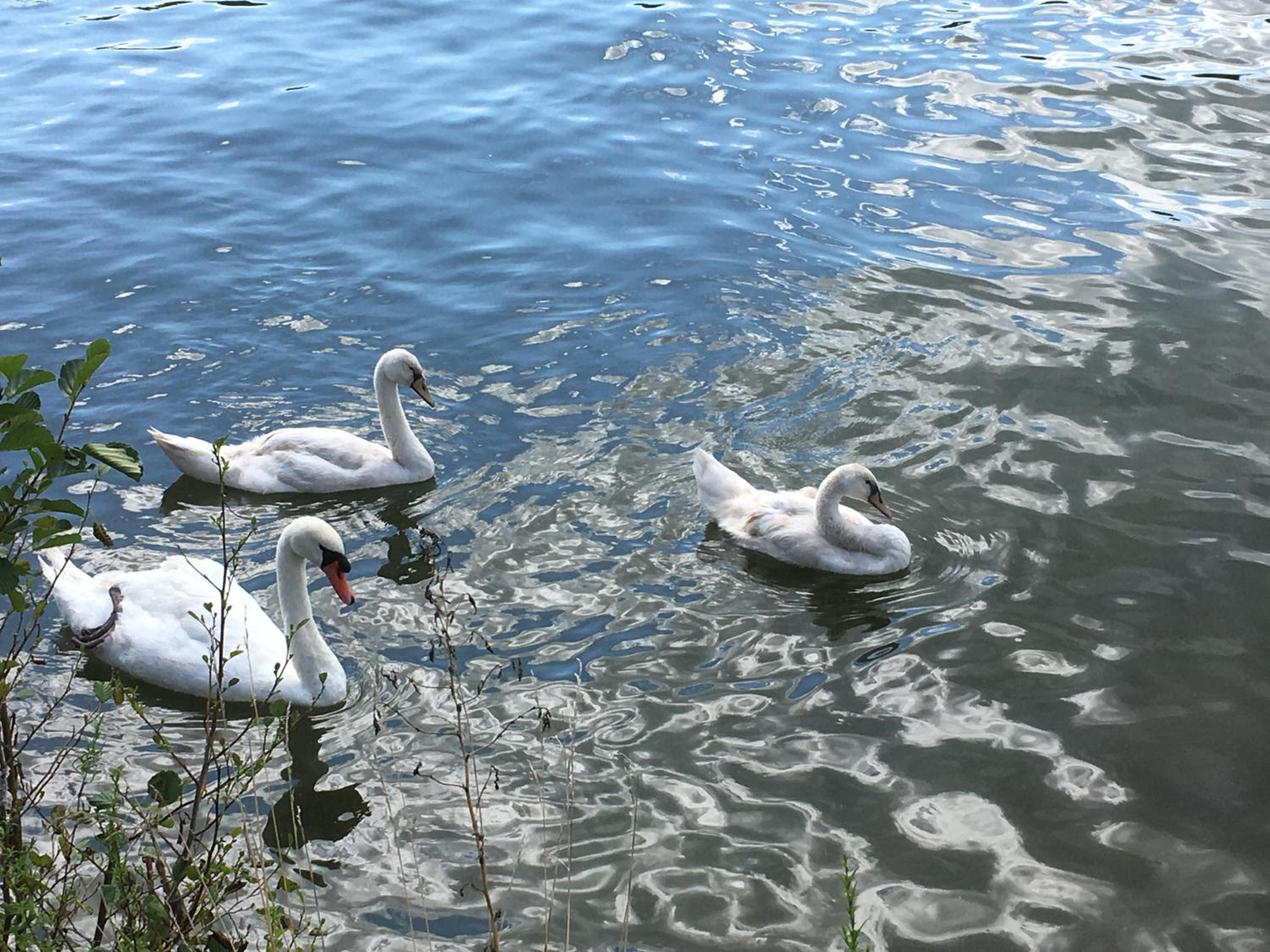 Photo 42