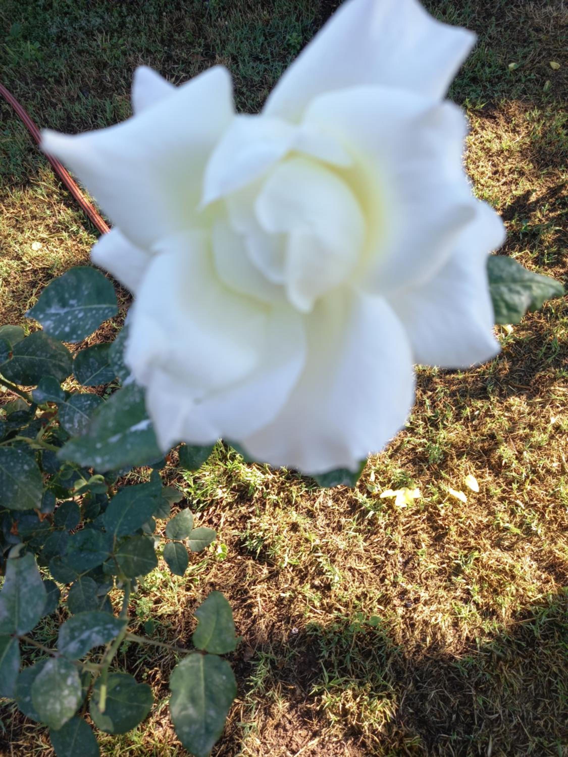 Photo 30
