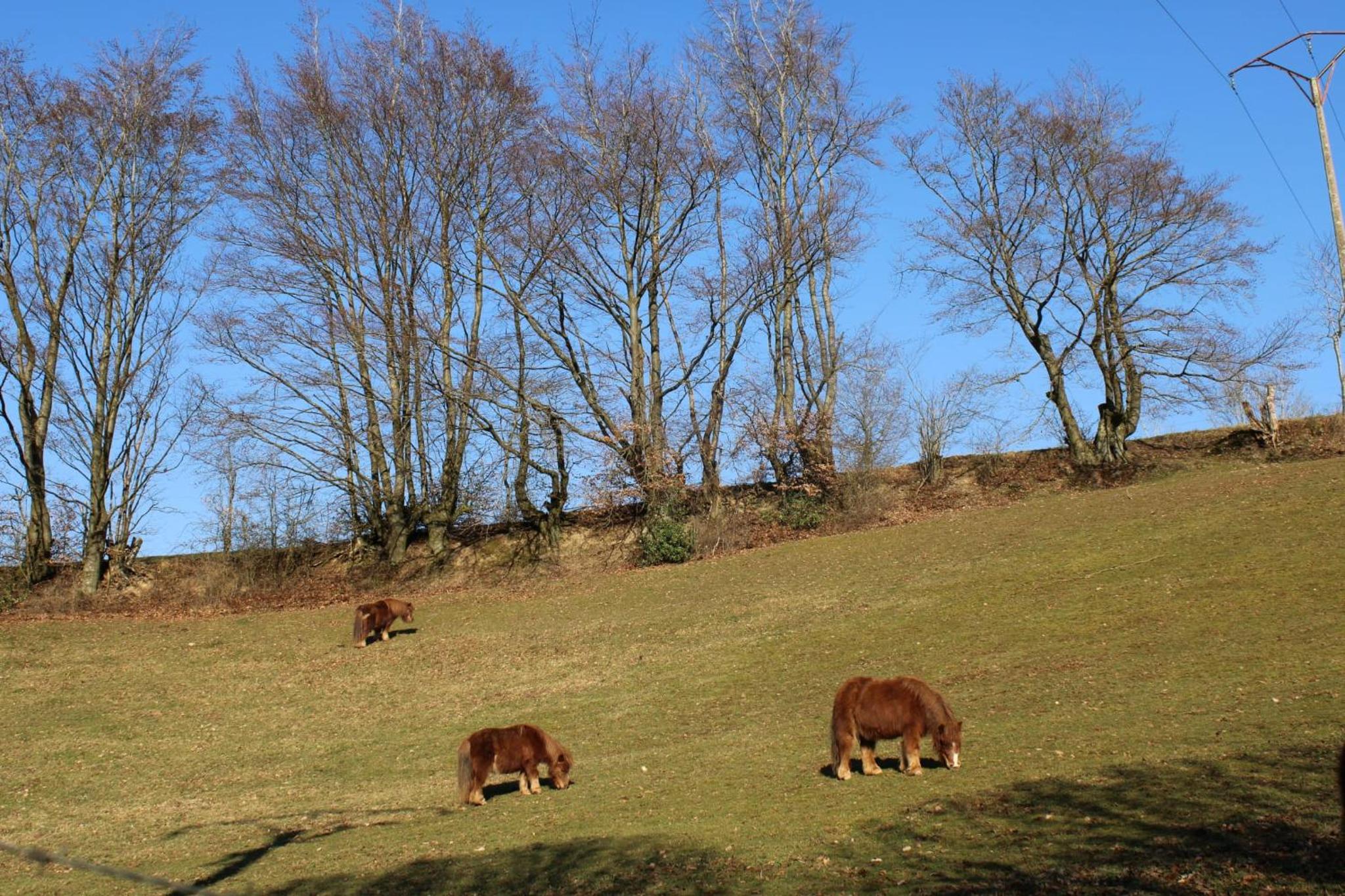 TERRASSES DE MALMEDY Triplex 224 LE CERF BLANC