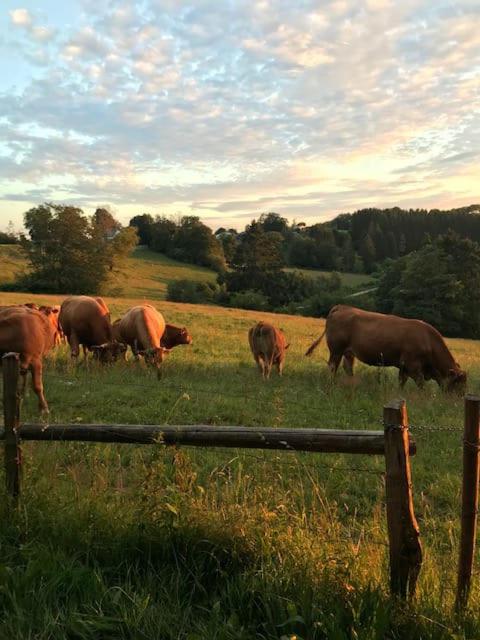 TERRASSES DE MALMEDY Triplex 224 LE CERF BLANC