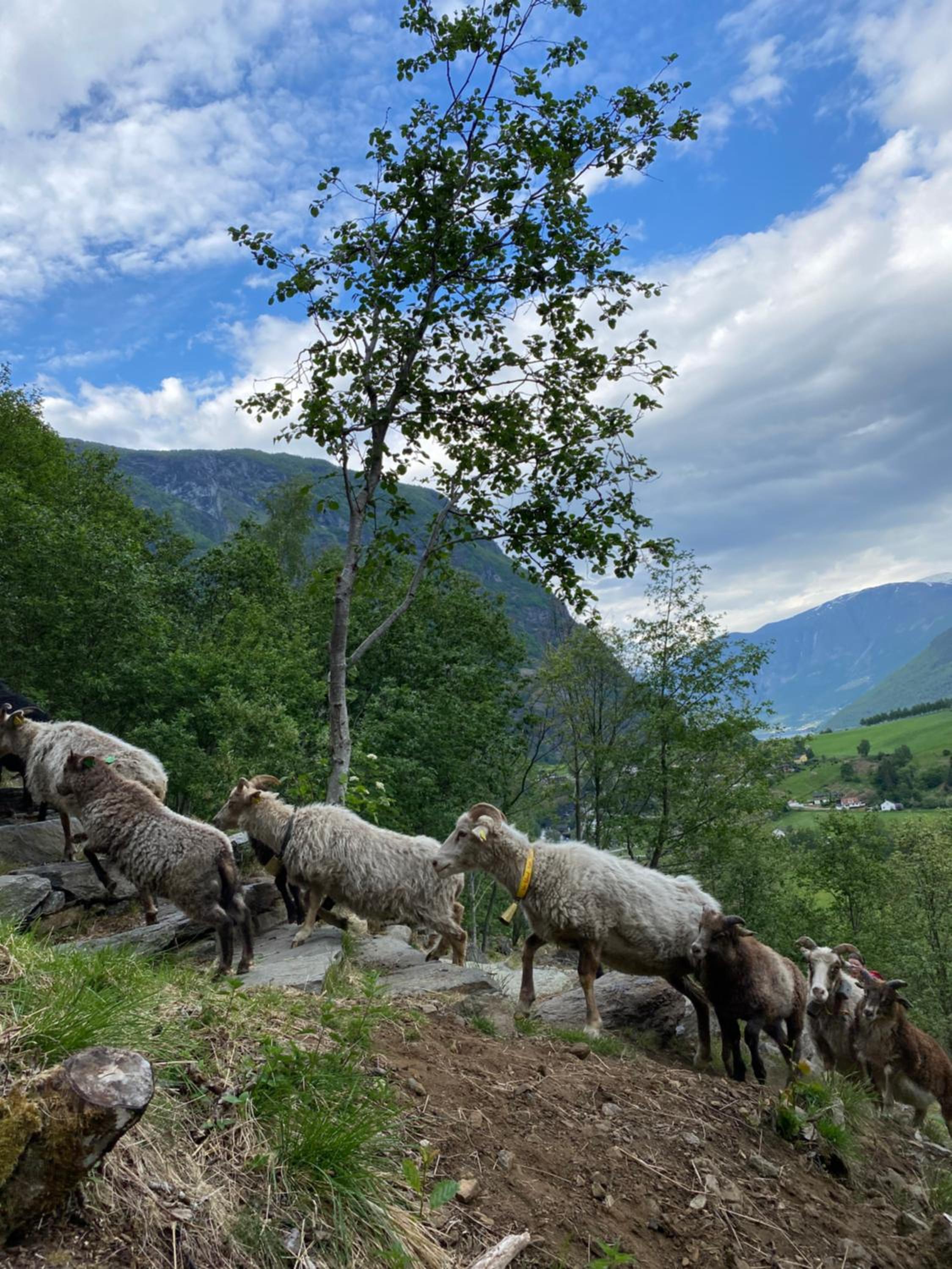 Flåm Hostel & Cabins