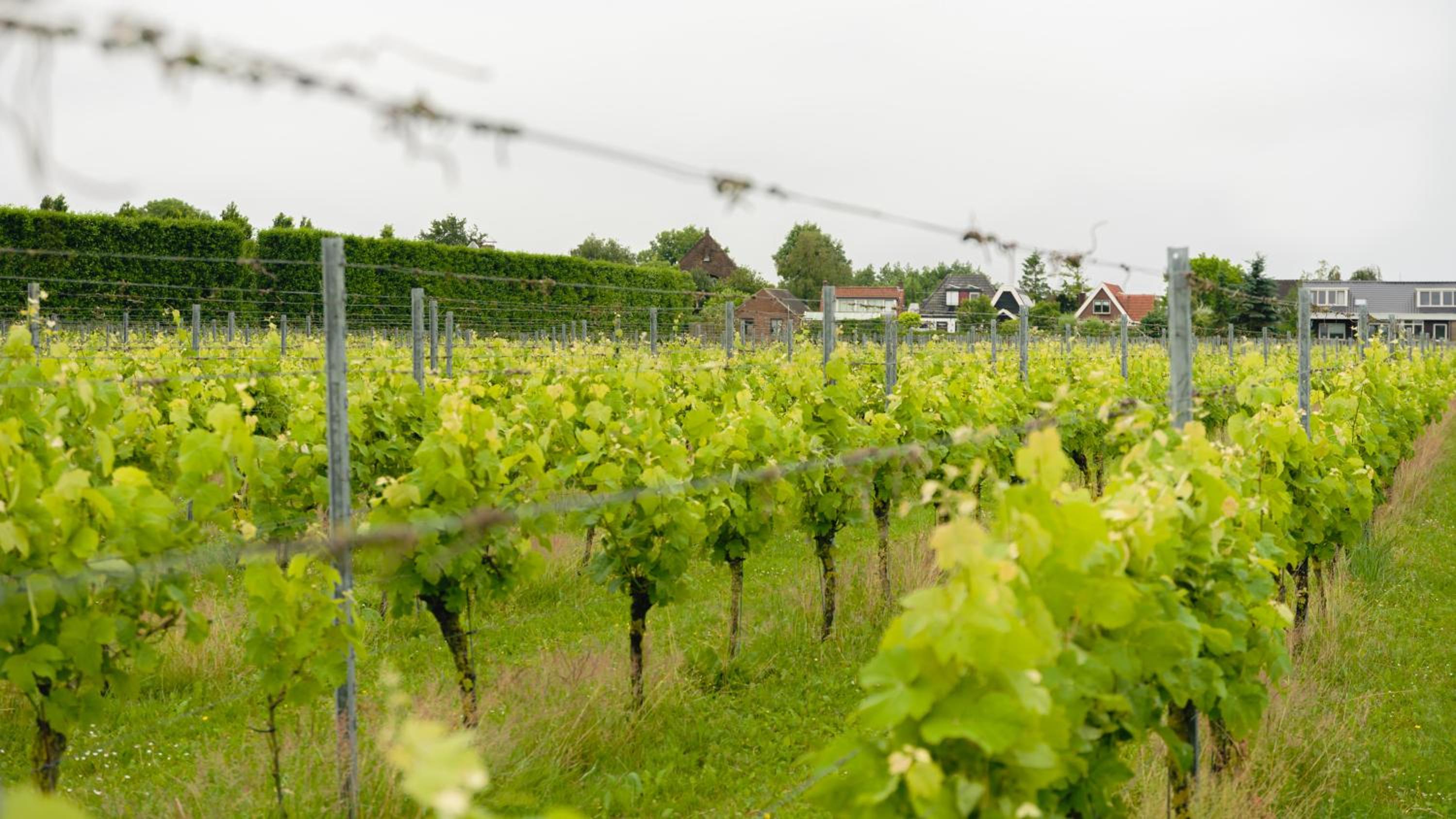 Wijngaard Saalhof view 2
