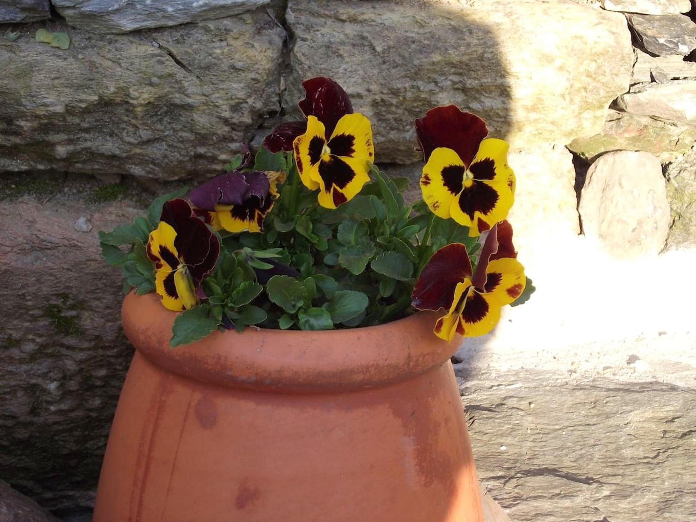 Charming House Terrace Amarante