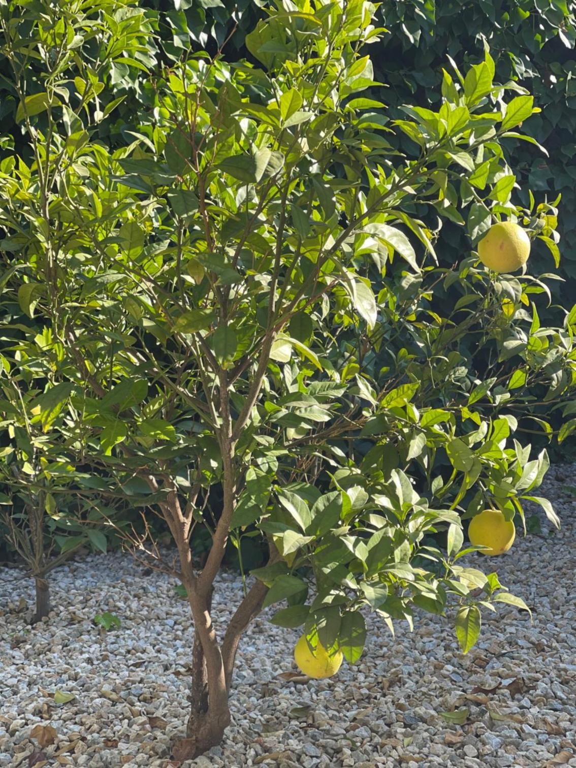 Photo 40
