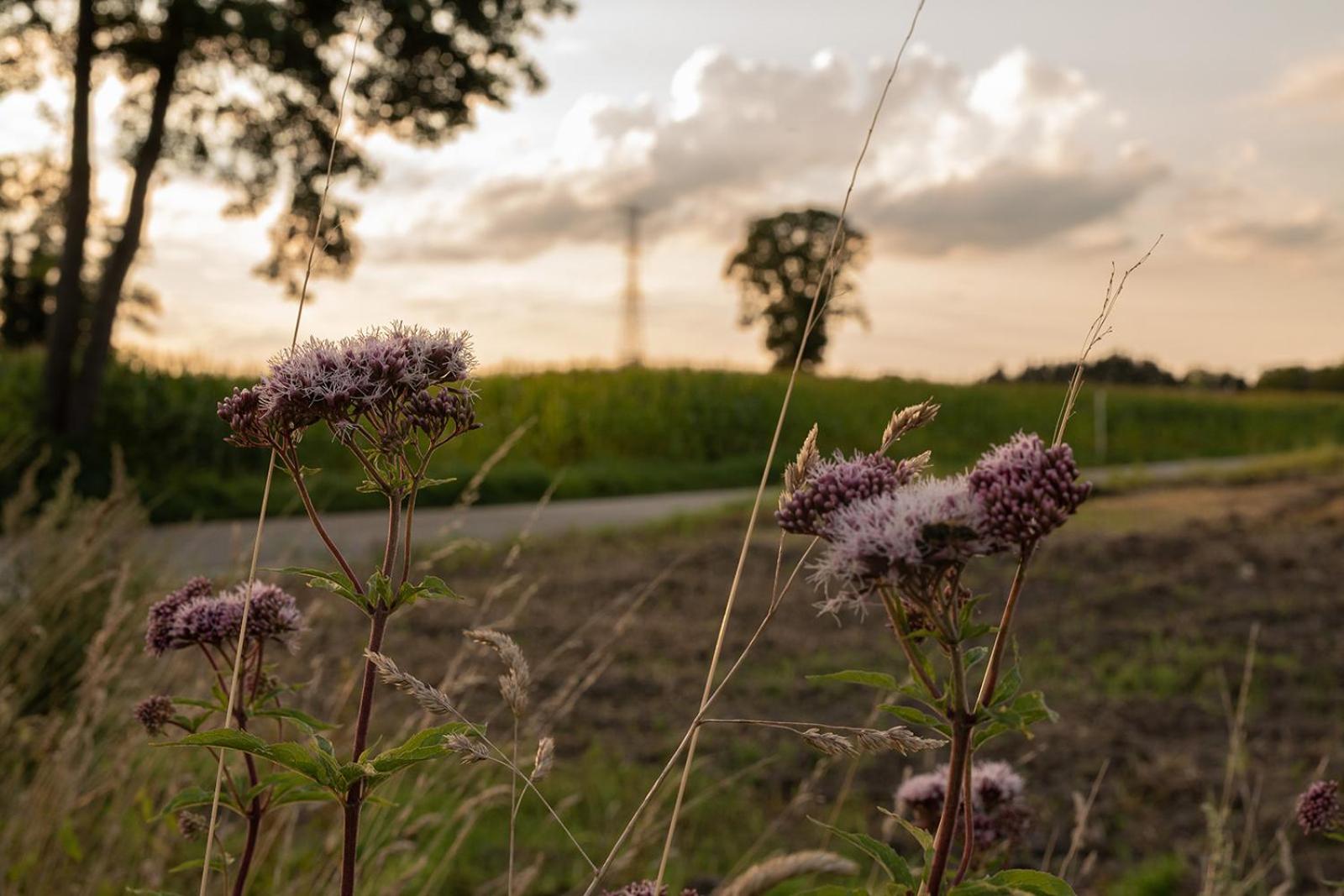 Villa veld en velo