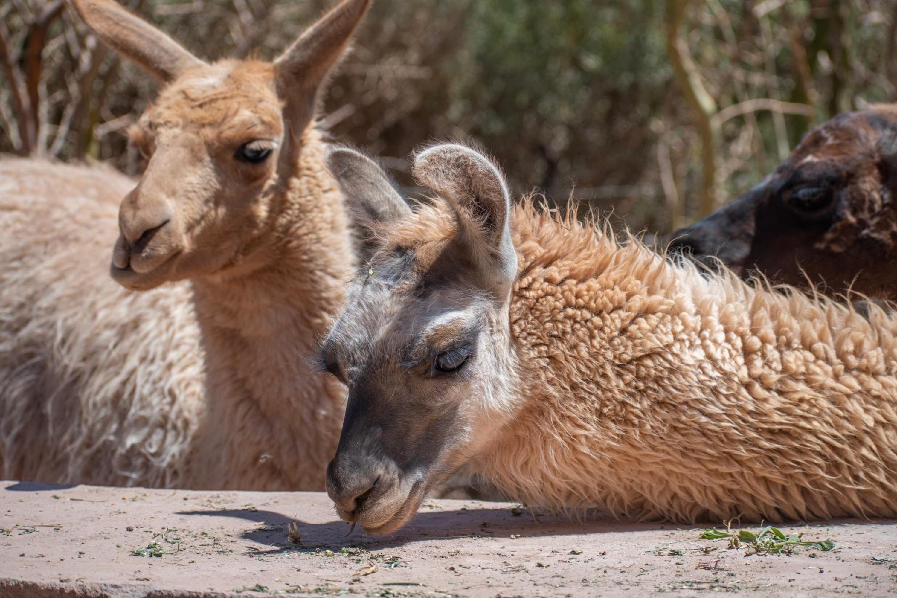 Ckoi Atacama Lodge