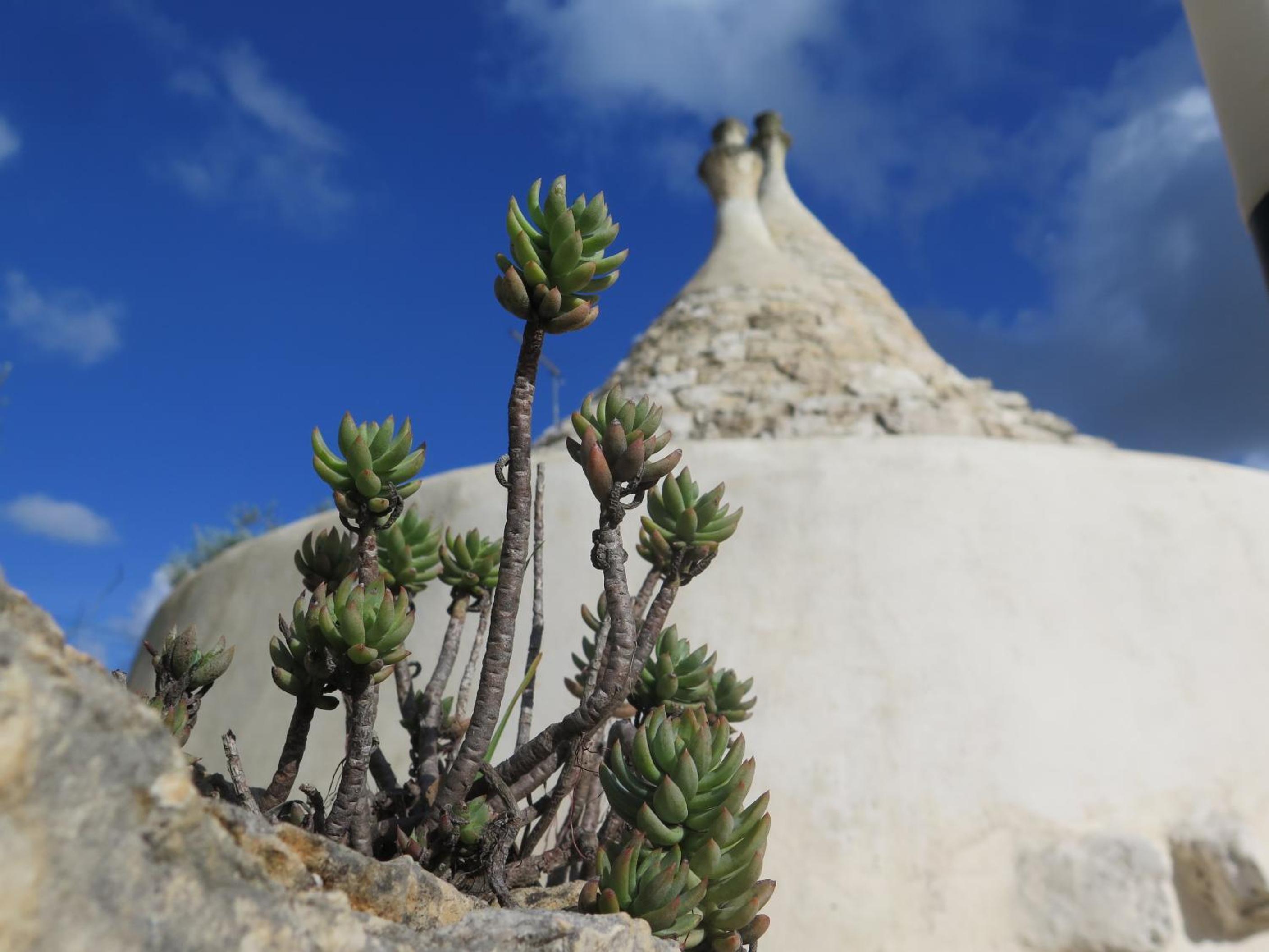 Trullo Felice view 2