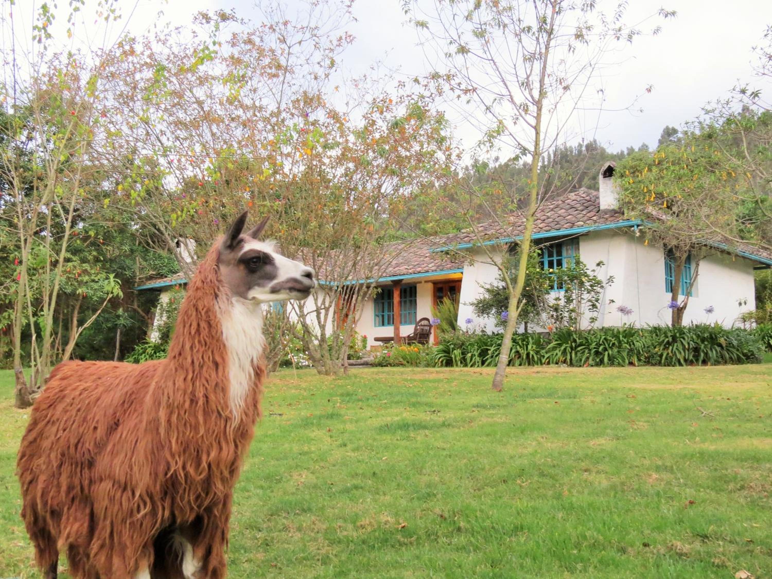 Las Palmeras Inn, photo 32