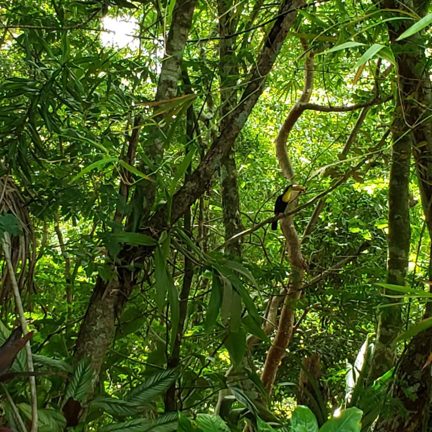 Belize Vacations - Clarissa Falls Resort - Property Image 15