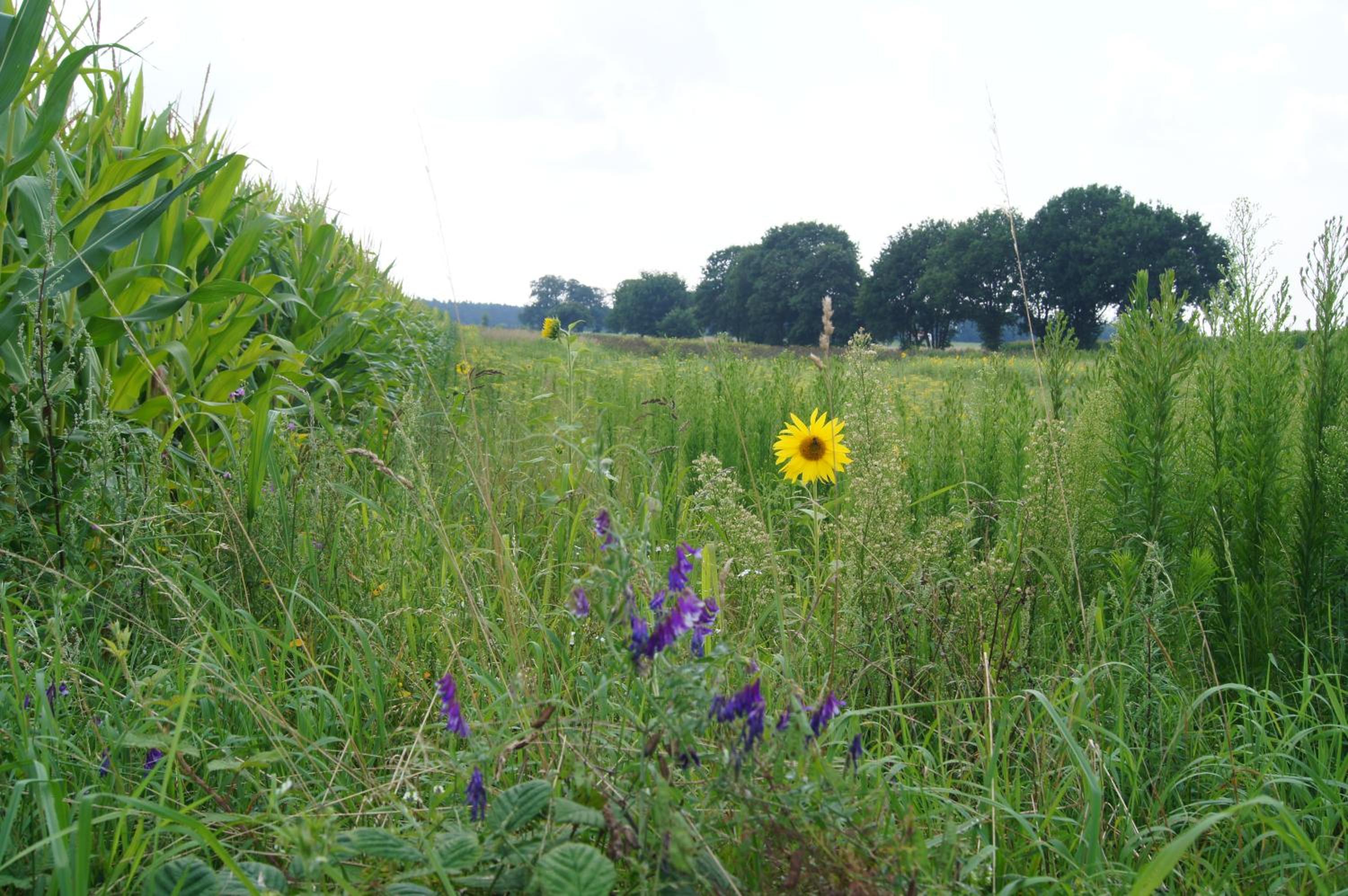 Hoeve Linnerveld