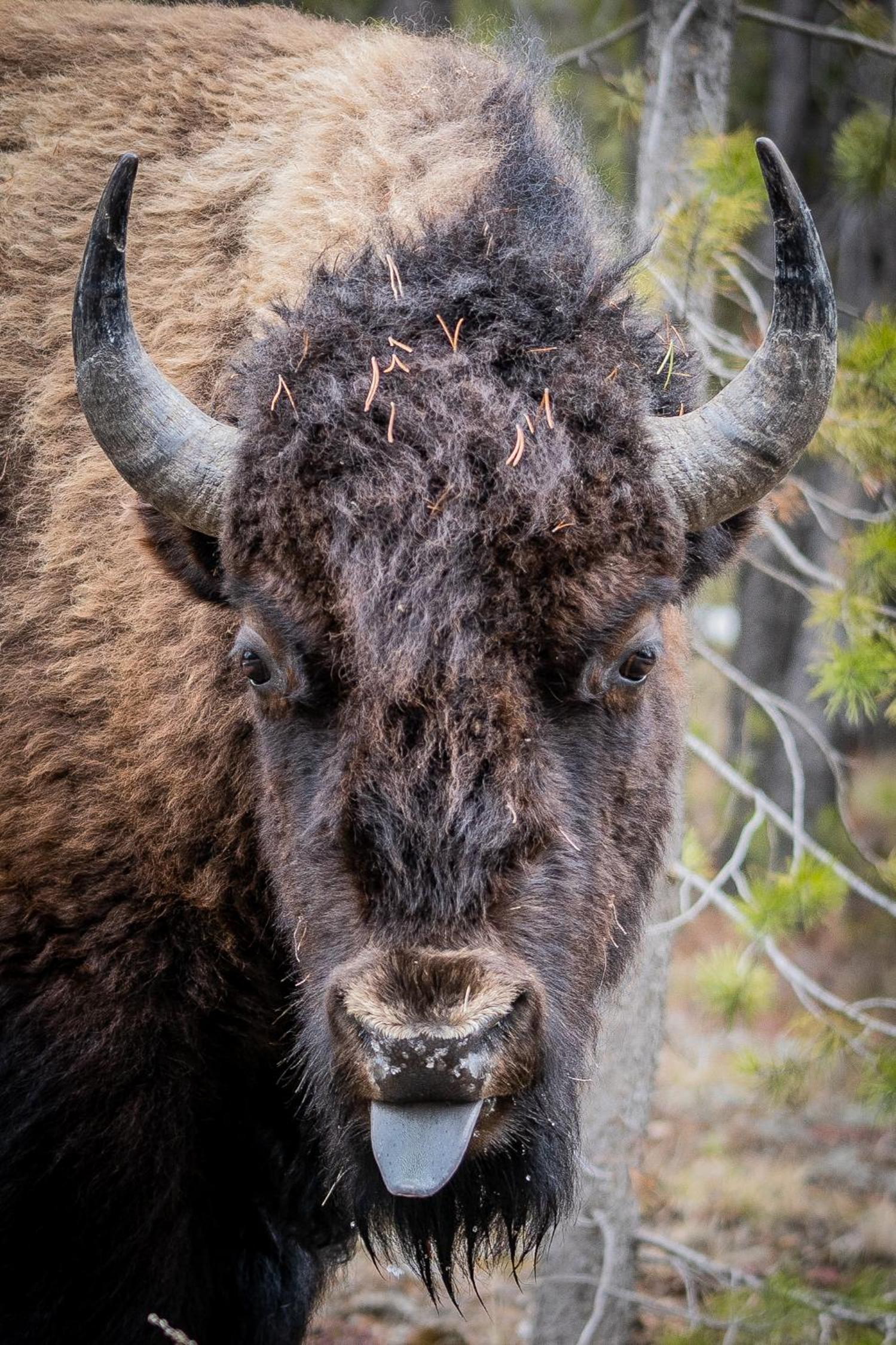 The Bison at Buffalo Jump view 4