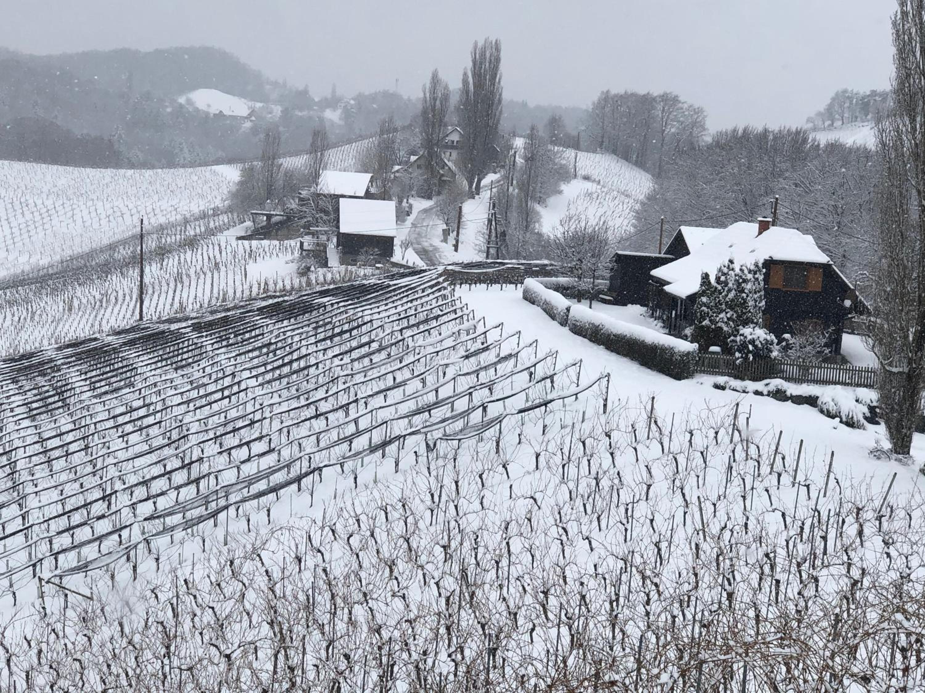 Kranach 5 - Wohnen beim Wein