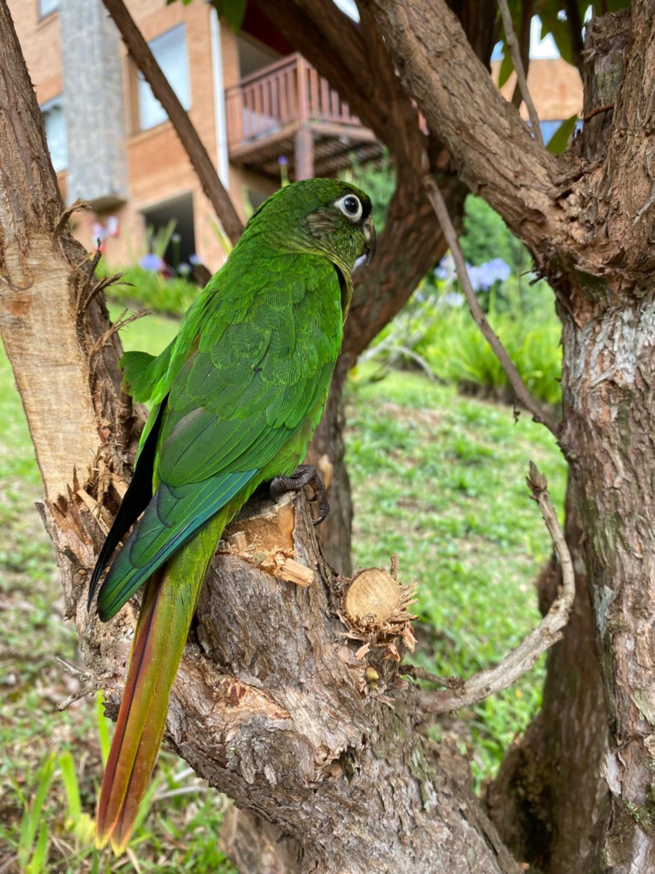 Pousada 3 Pinheiros