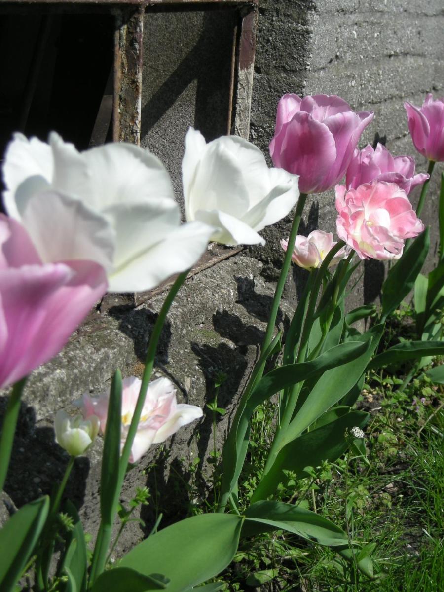Photo 39