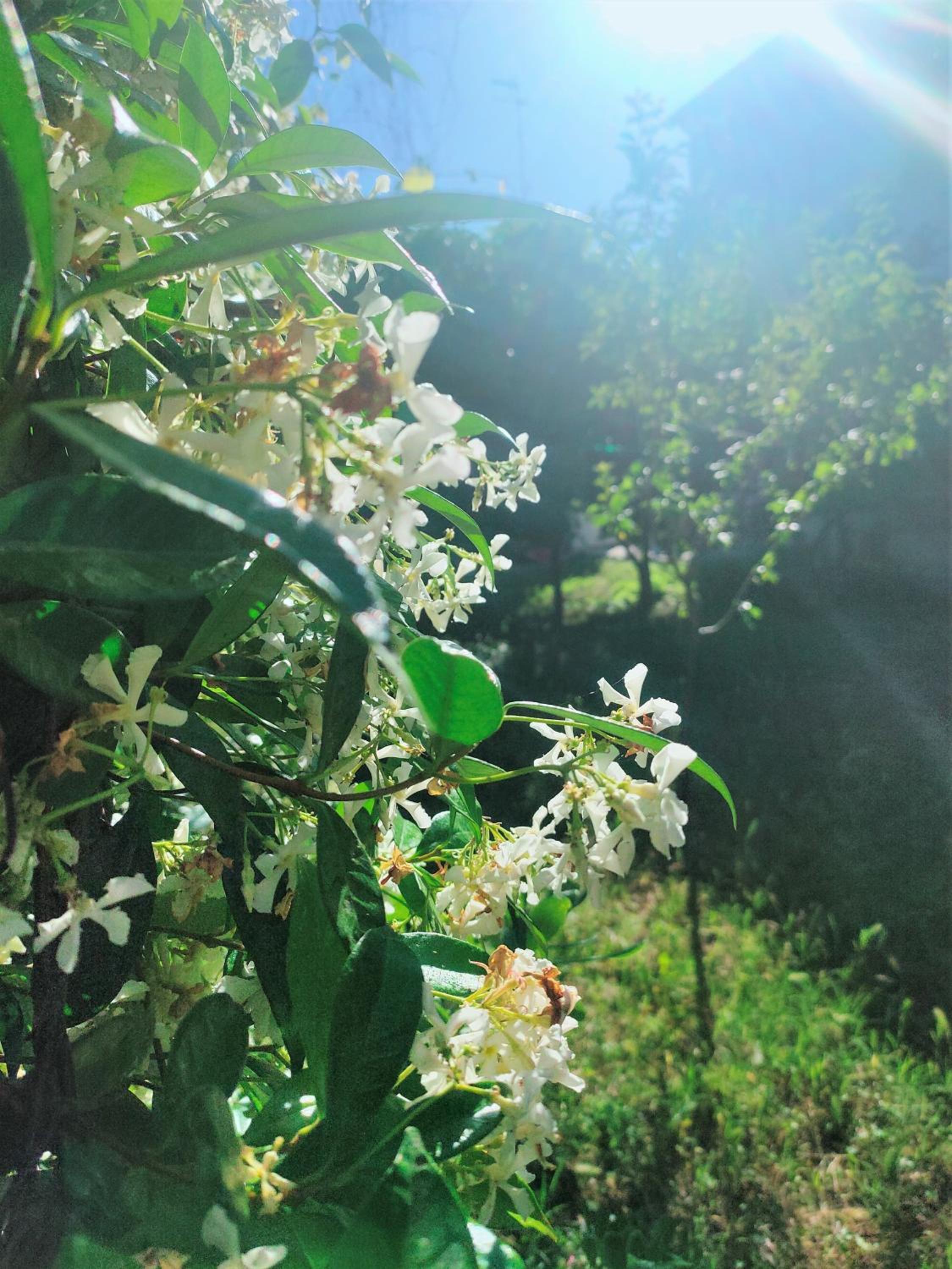 Il Gelso di Sofia B&B, photo 9