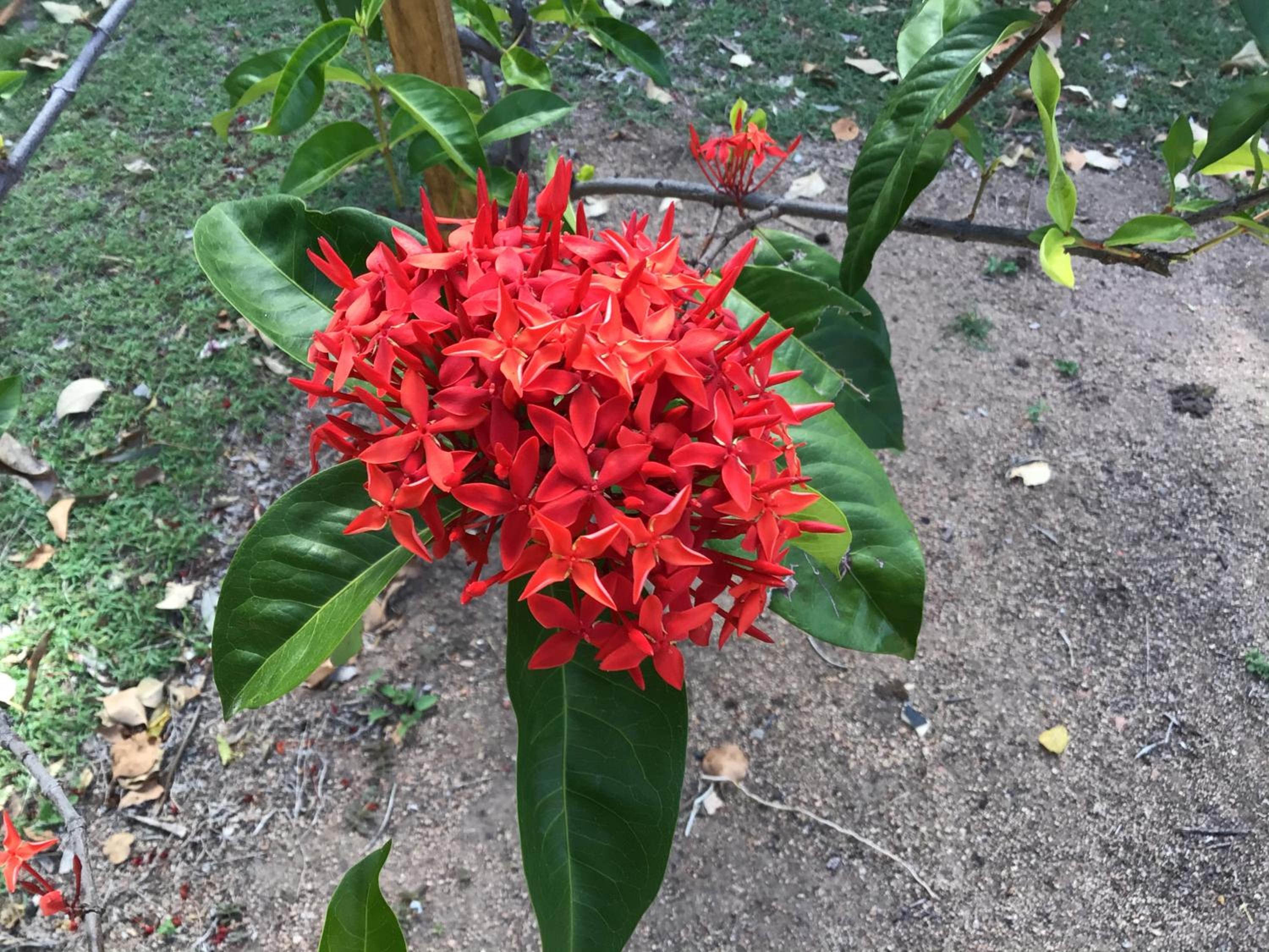 Dandaloo Gardens