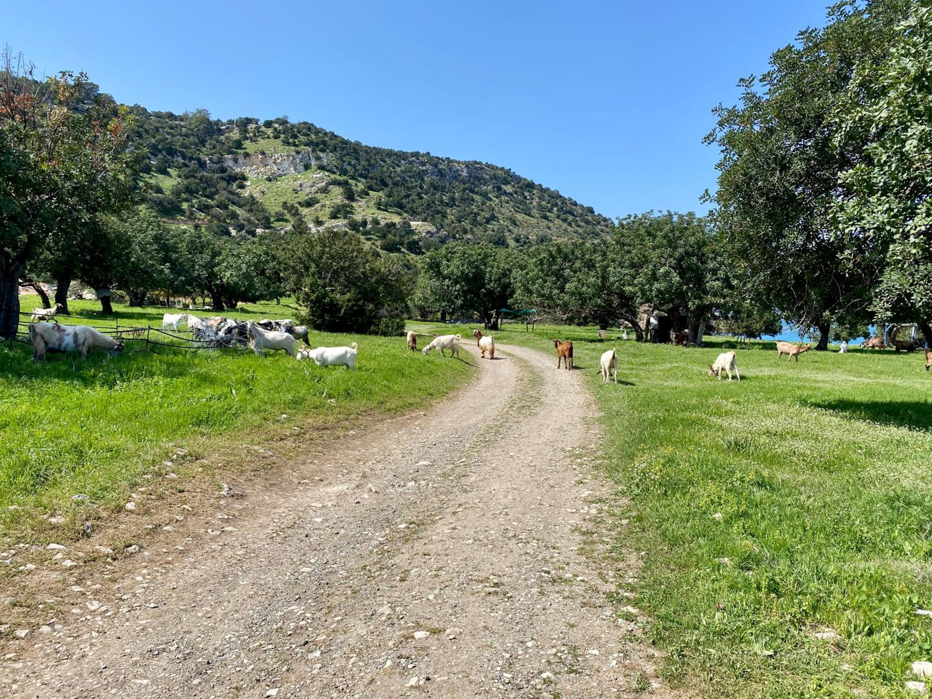 The Summer Haven