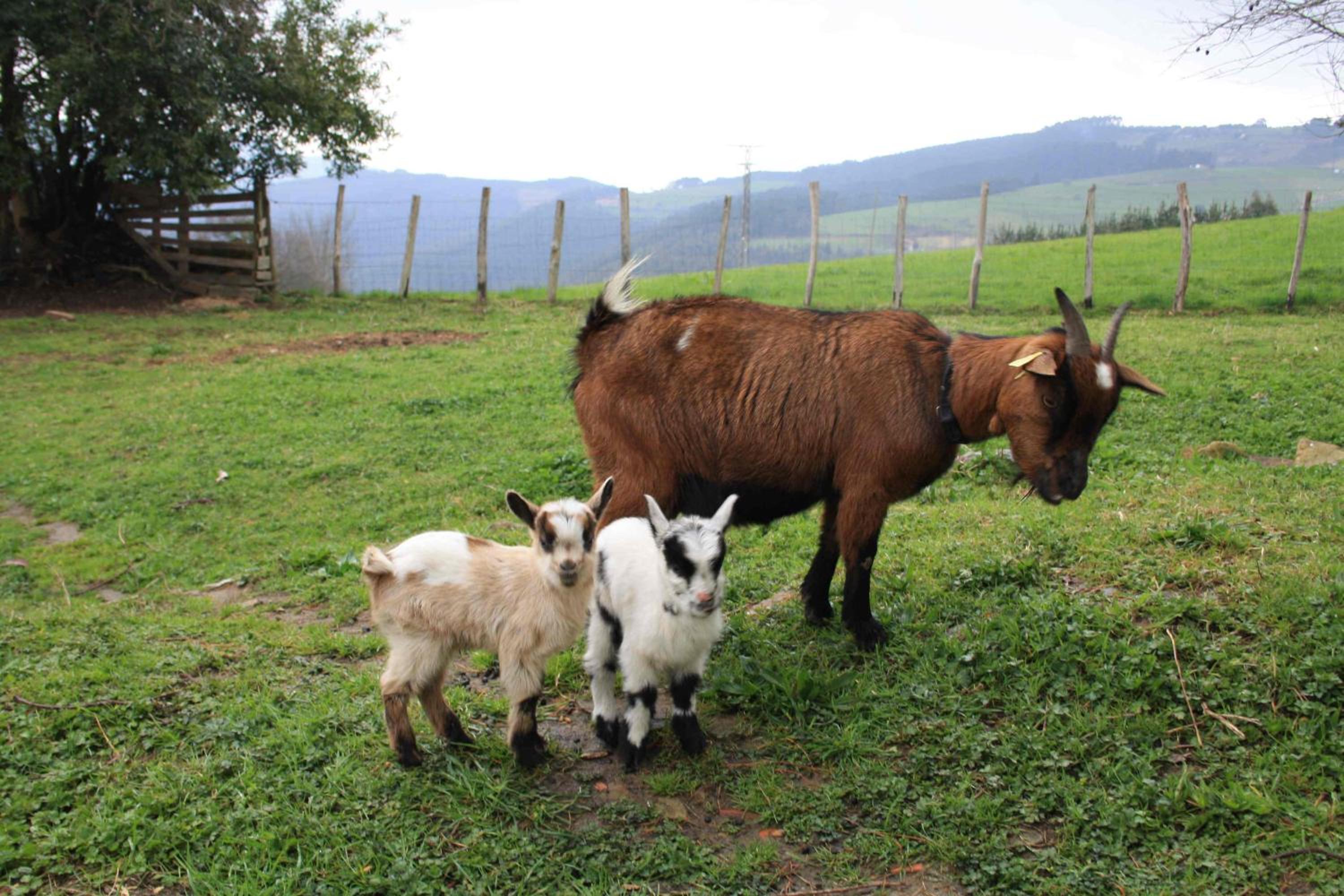 Casa Rural Ecológica Arrizurieta